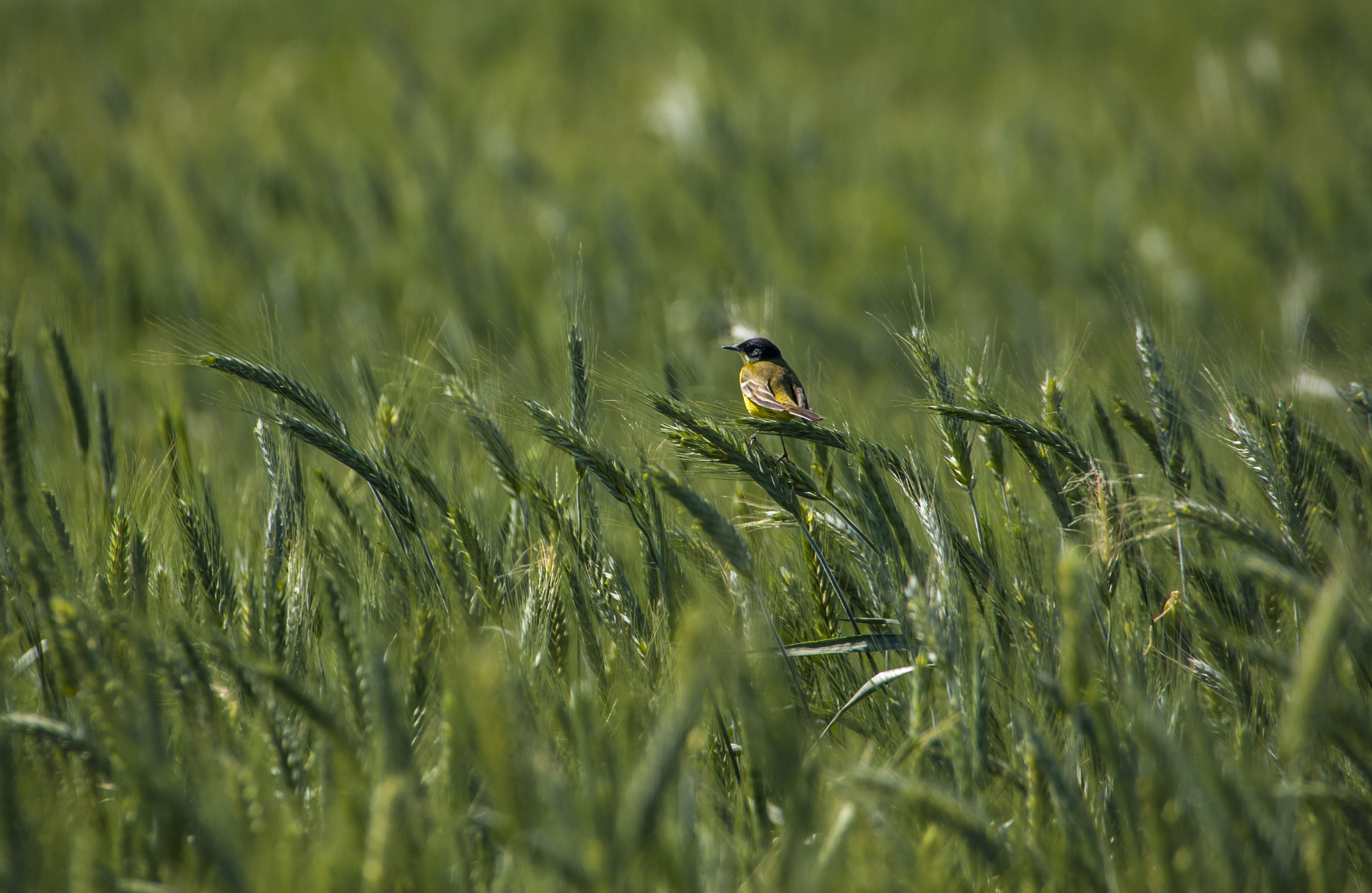 Canon EOS-1D Mark III sample photo. Western yellow wagtail (motacilla flava feldegg) photography