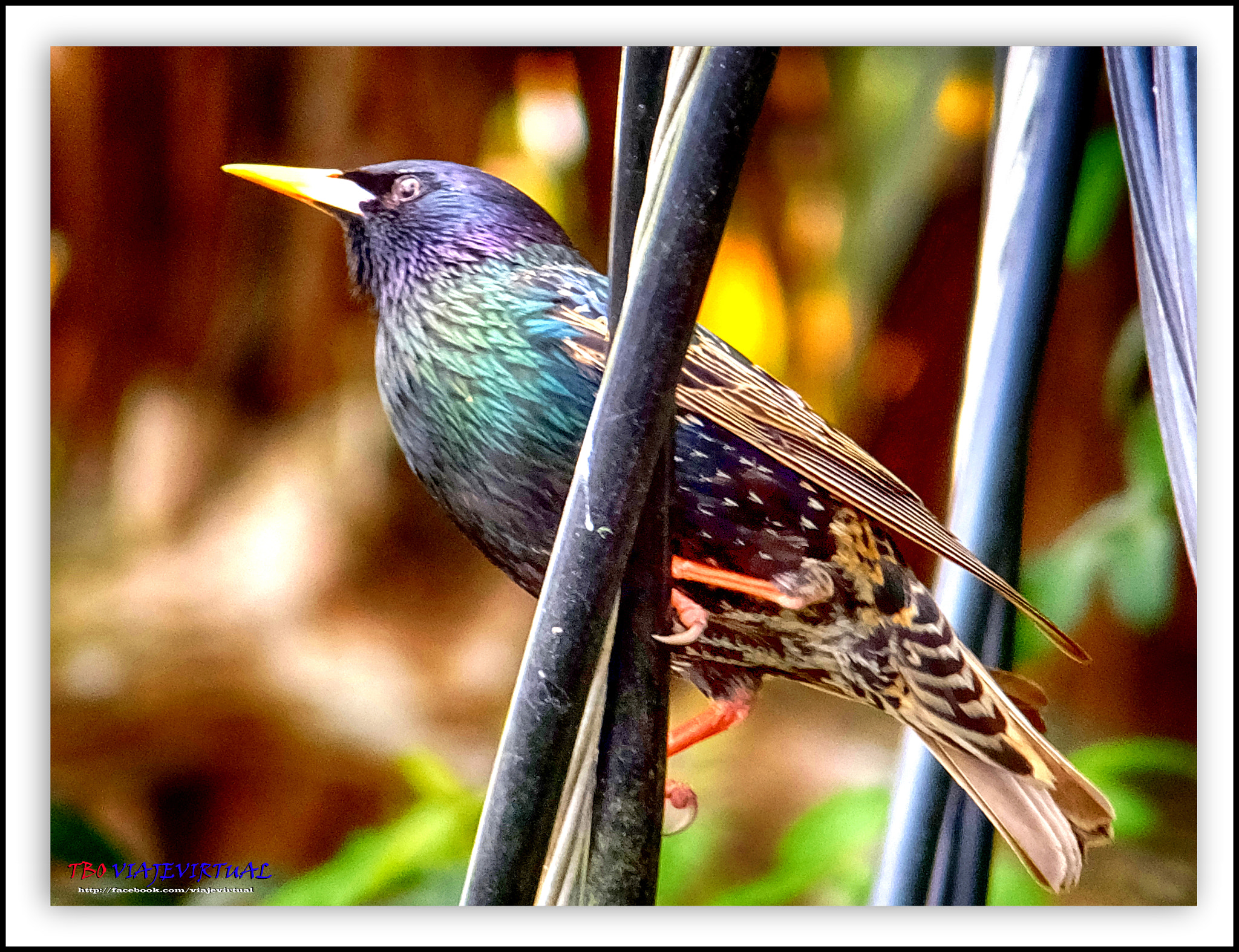 Fujifilm FinePix F850EXR sample photo. Common gracle. quiscalus quiscula. photography