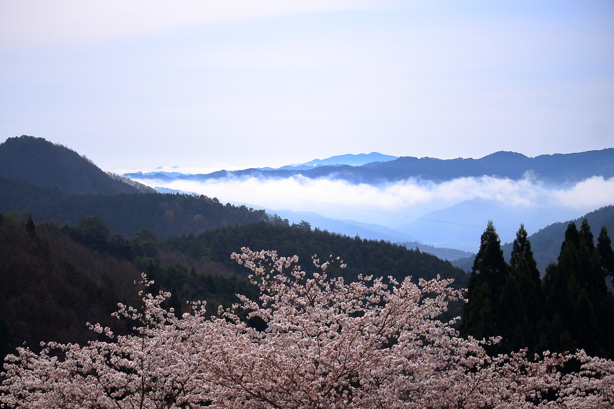 Canon EOS 700D (EOS Rebel T5i / EOS Kiss X7i) + Canon EF-S 55-250mm F4-5.6 IS STM sample photo. The sea of cloud with sakura photography
