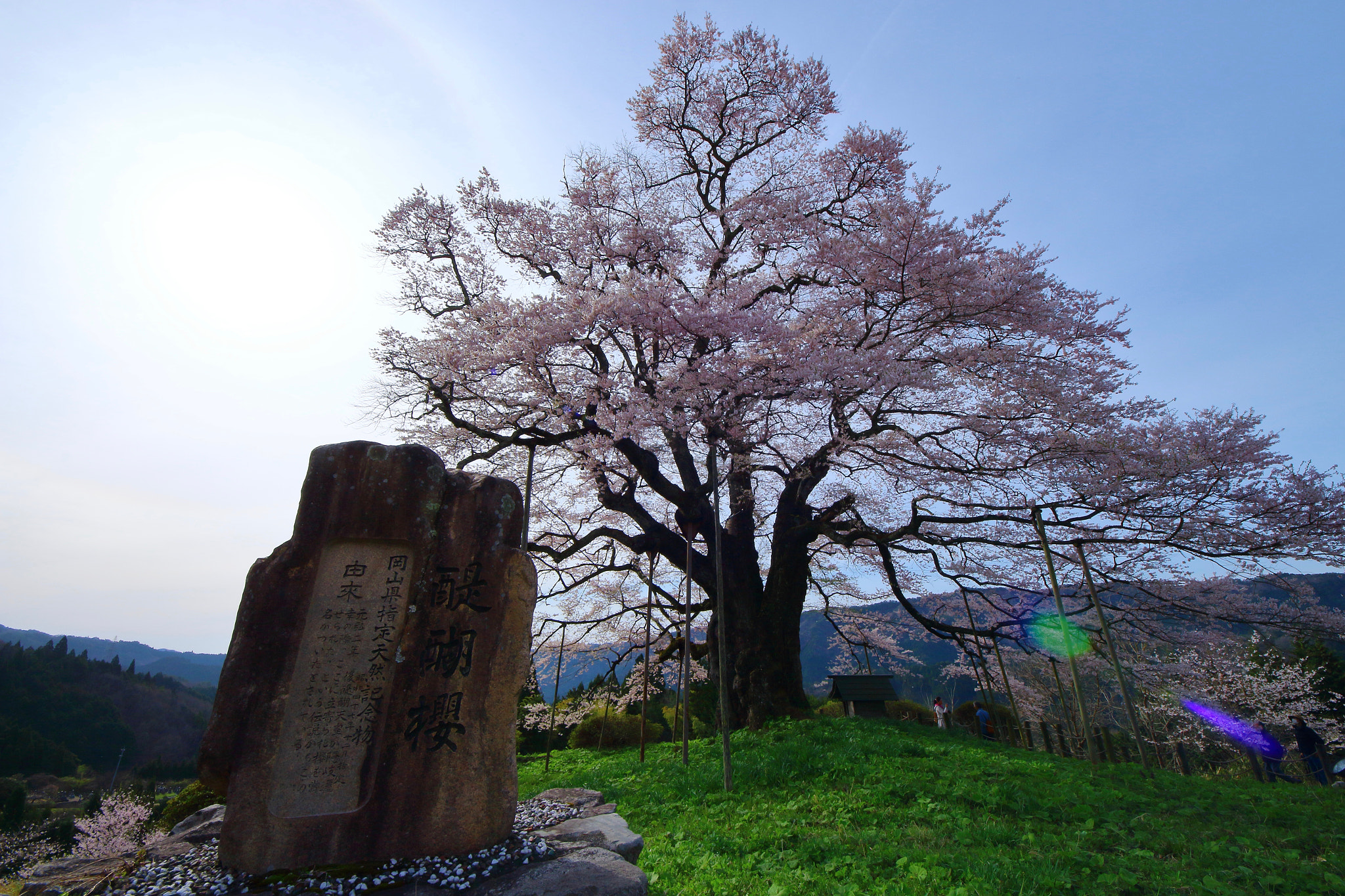 Canon EOS 700D (EOS Rebel T5i / EOS Kiss X7i) sample photo. Daigo-zakura at ochiai -落合の醍醐桜- 1 photography