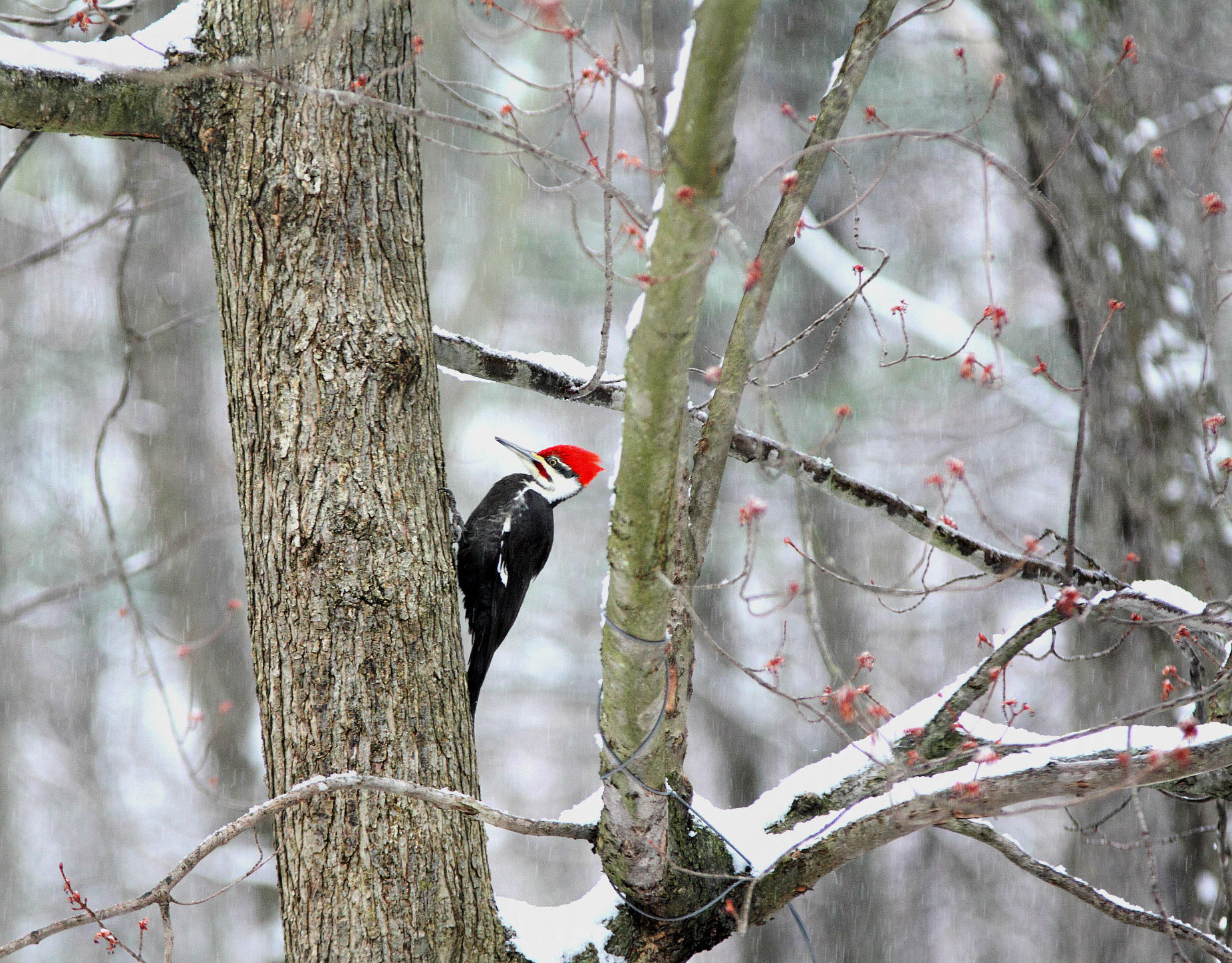 Canon 70-200mm sample photo. Pileated woodpecker photography