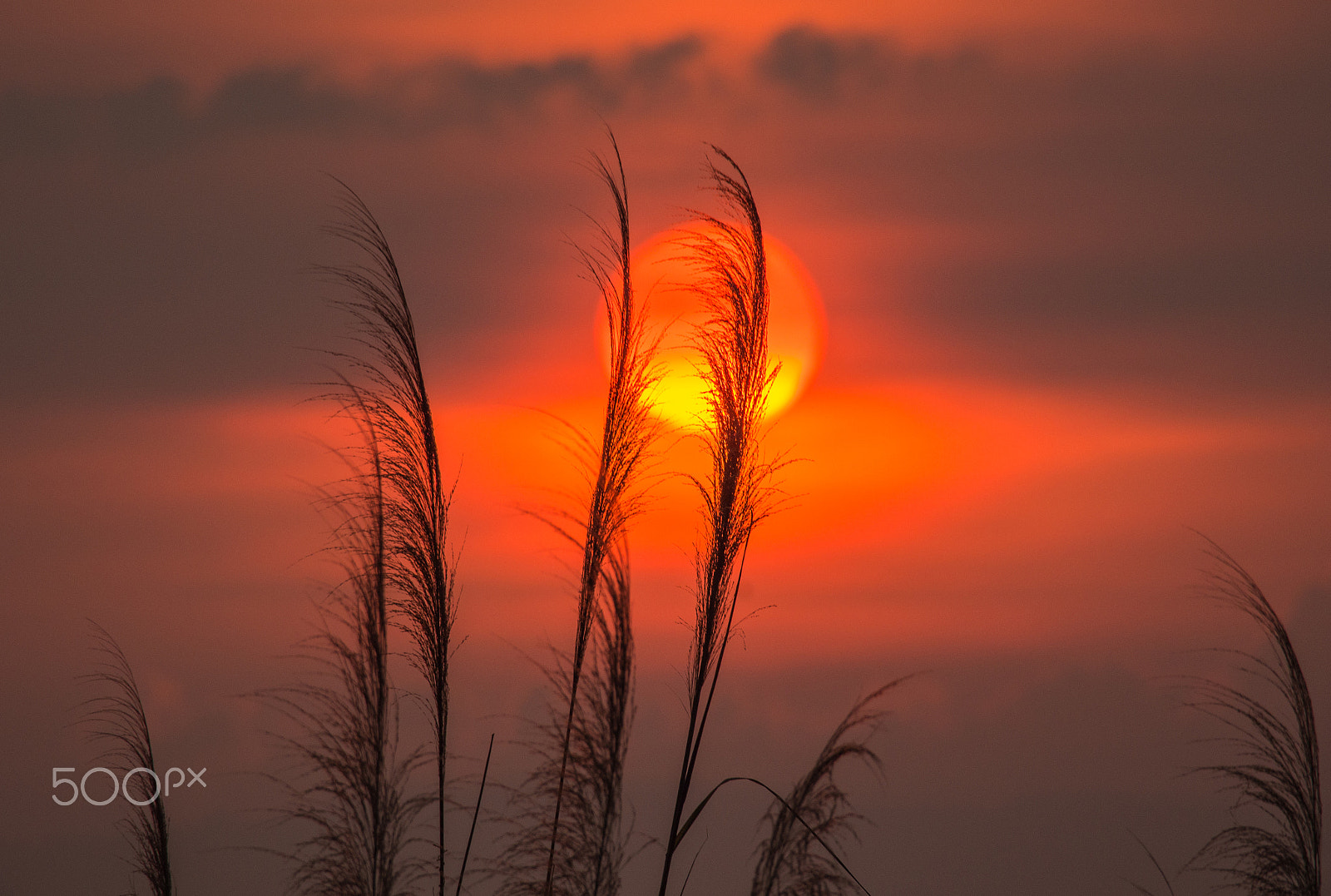 Olympus OM-D E-M5 + OLYMPUS M.75-300mm F4.8-6.7 sample photo. Grass to the morning light photography