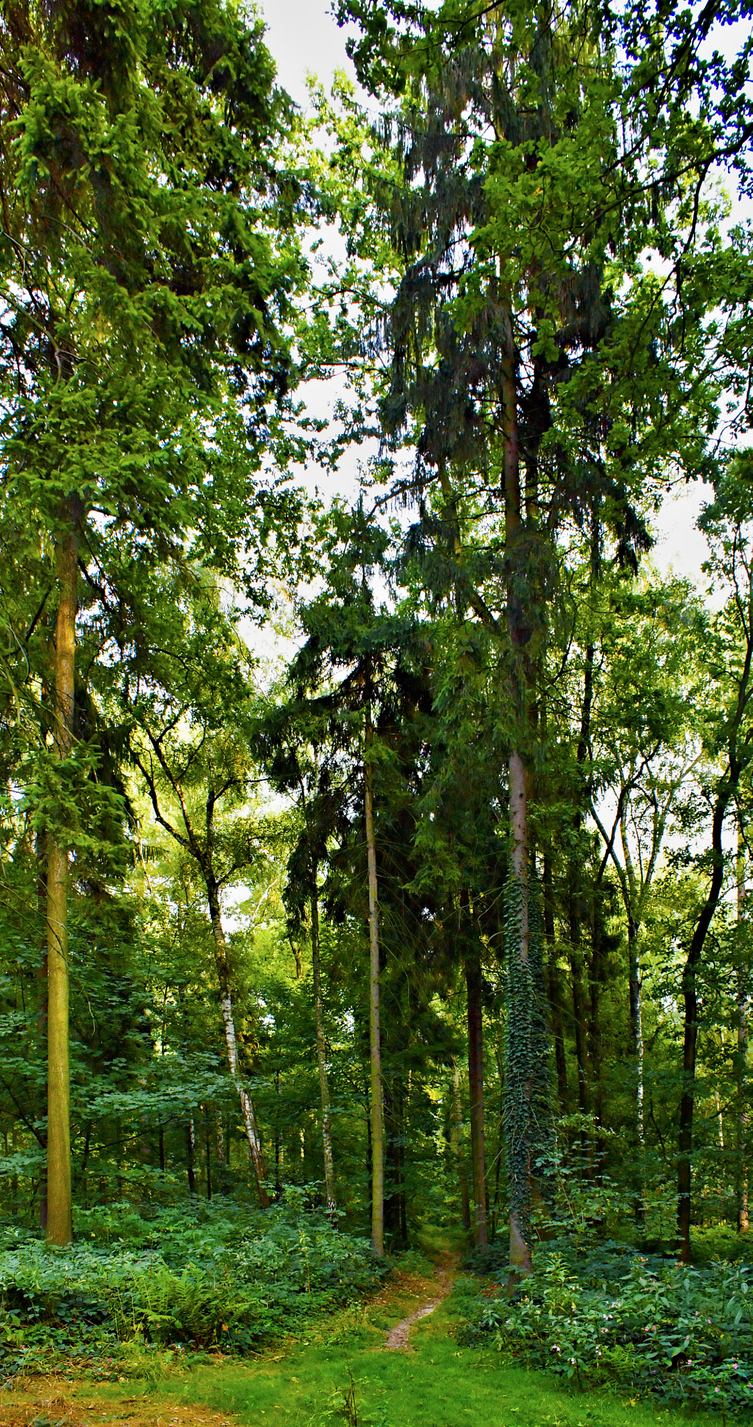 18.00 - 55.00 mm sample photo. Forest path photography