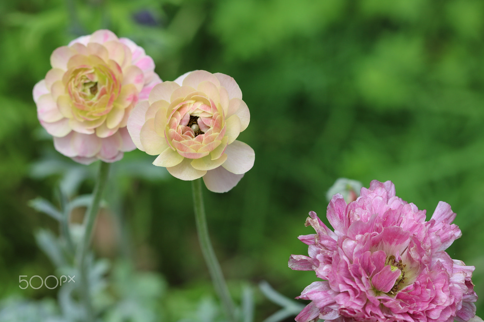 Canon EF 100mm F2.8 Macro USM sample photo. Spring 6512 photography