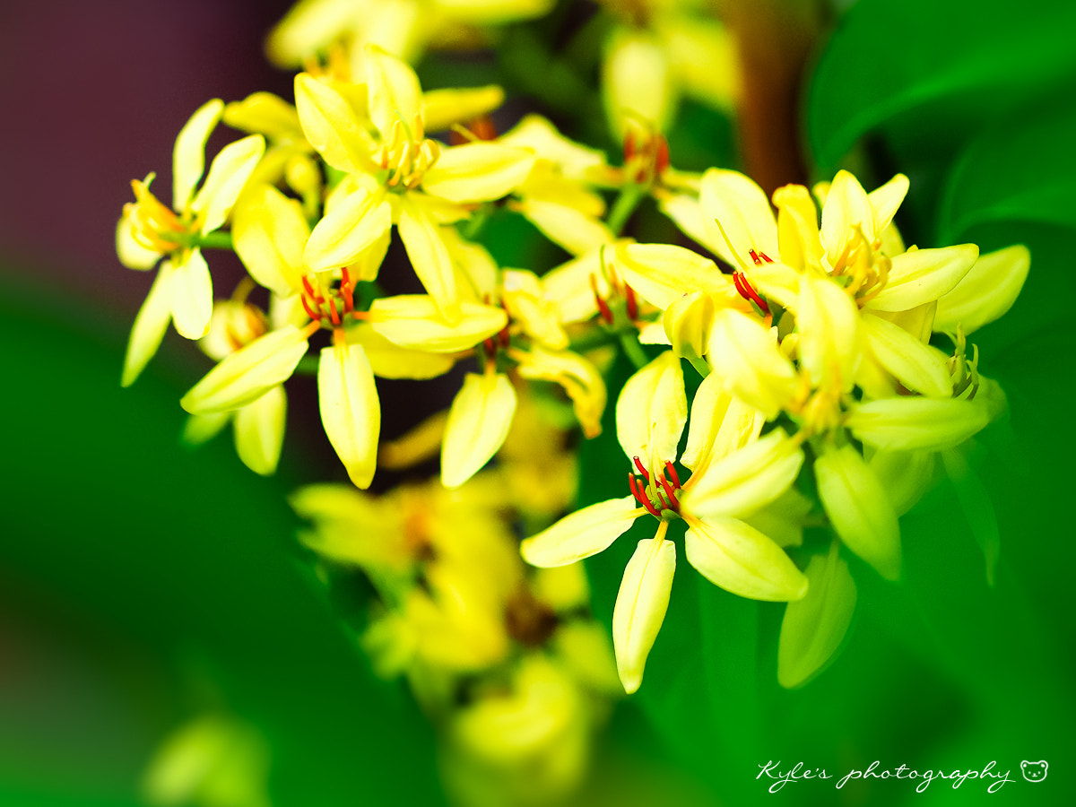 Olympus OM-D E-M1 + OLYMPUS 50mm Lens sample photo. Yellow star photography