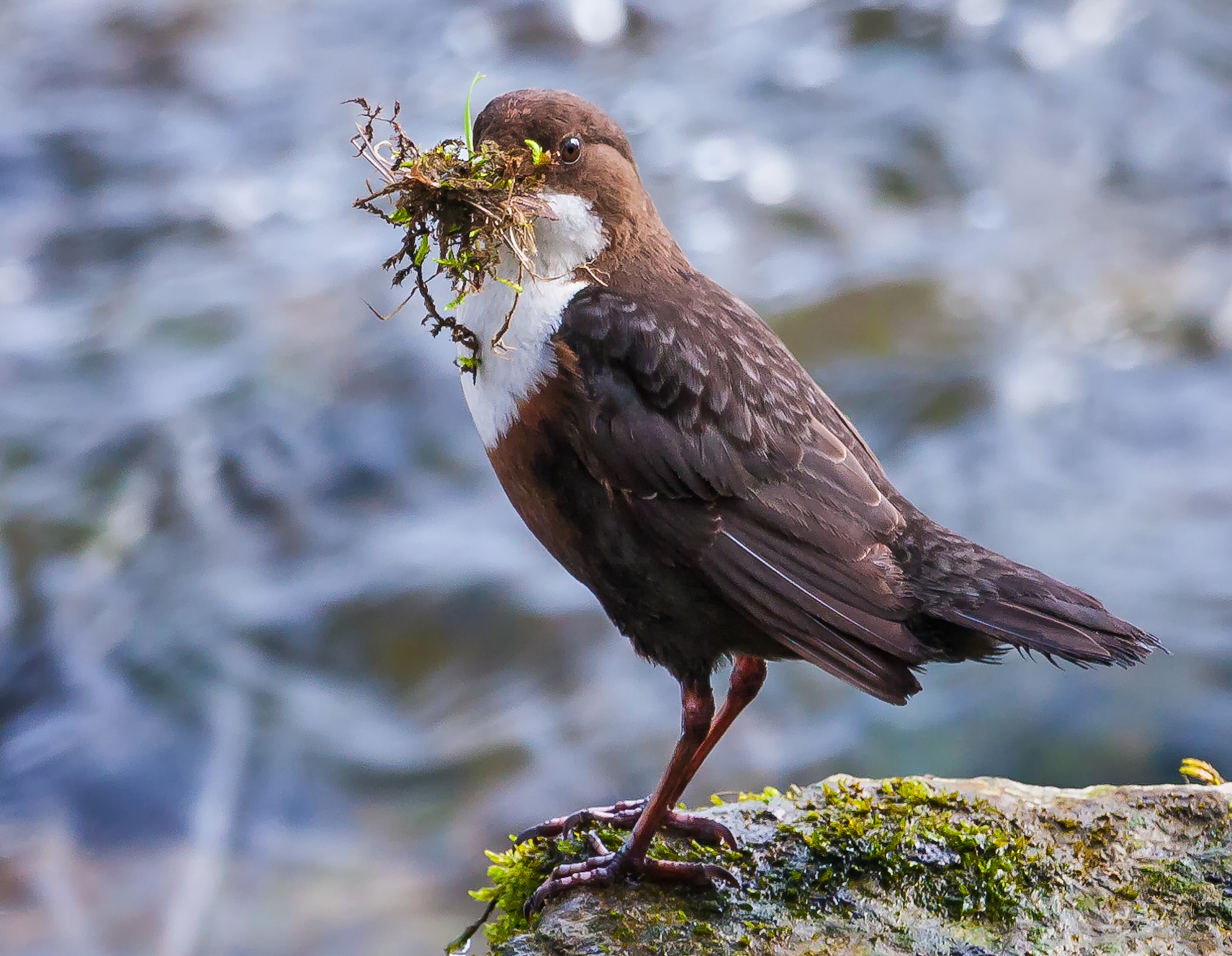 Canon EF 100-400mm F4.5-5.6L IS USM sample photo. Dipper collecting pieces for its nest photography