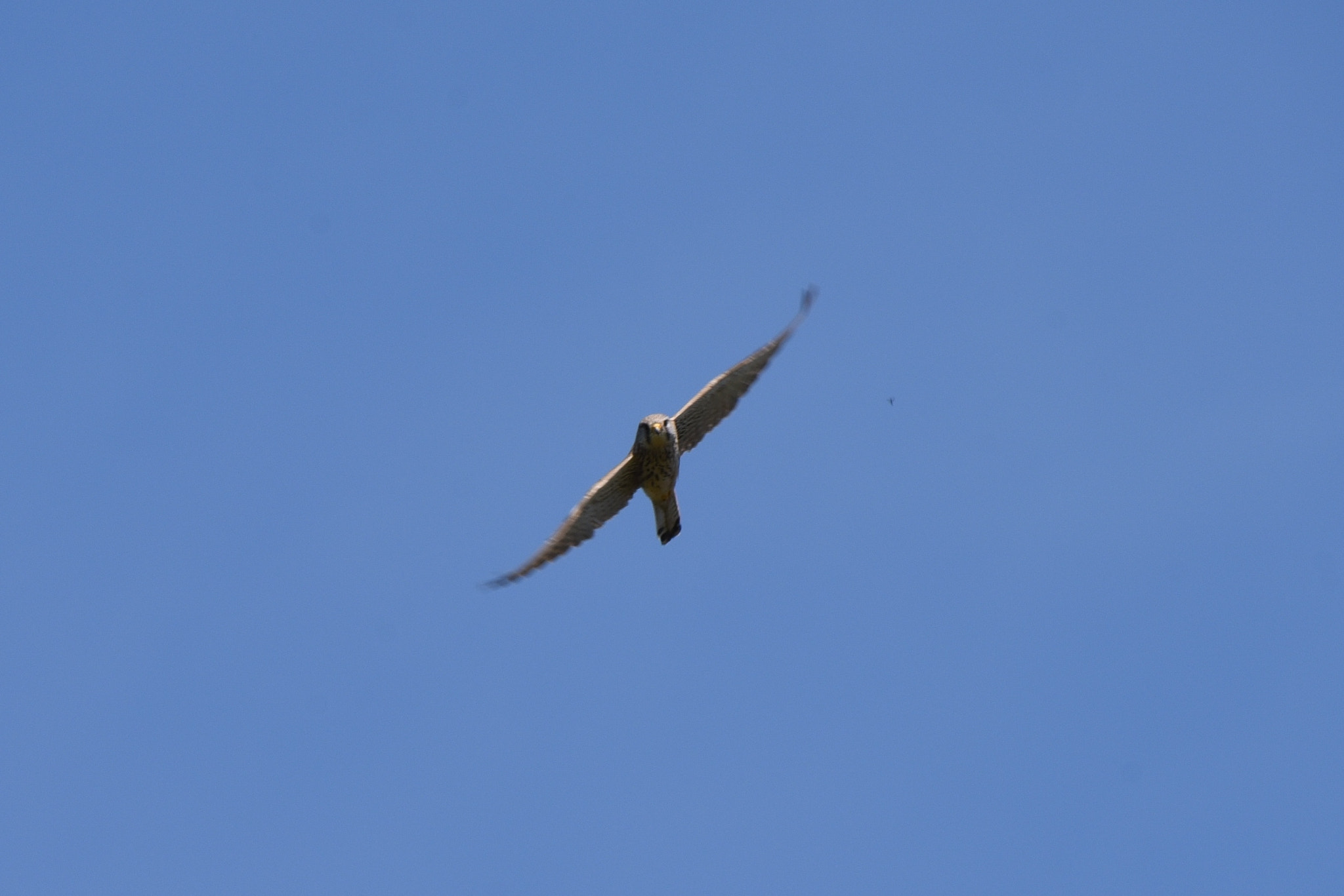 Sigma 50-500mm F4.5-6.3 DG OS HSM sample photo. Hawley meadow 1 may 2016 031 photography