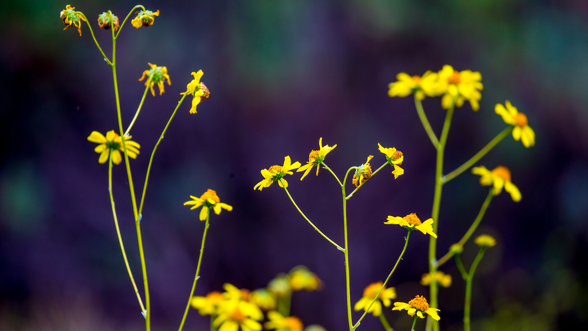 Canon EF 100-400mm F4.5-5.6L IS II USM sample photo. Flower photography