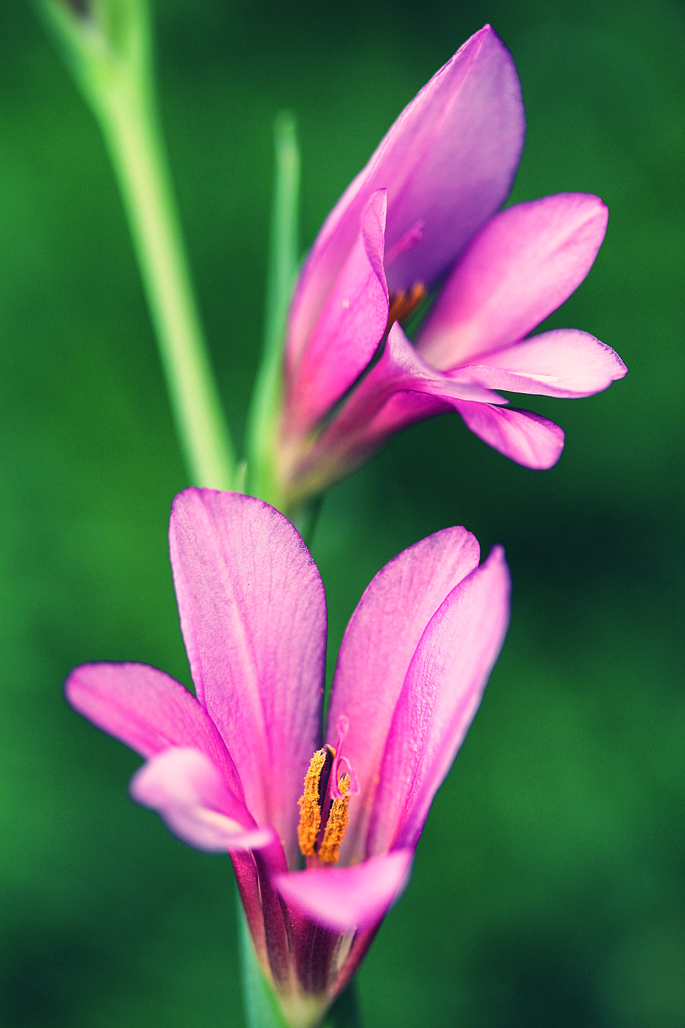 Canon EF-S 60mm F2.8 Macro USM sample photo. Singers of the forest photography
