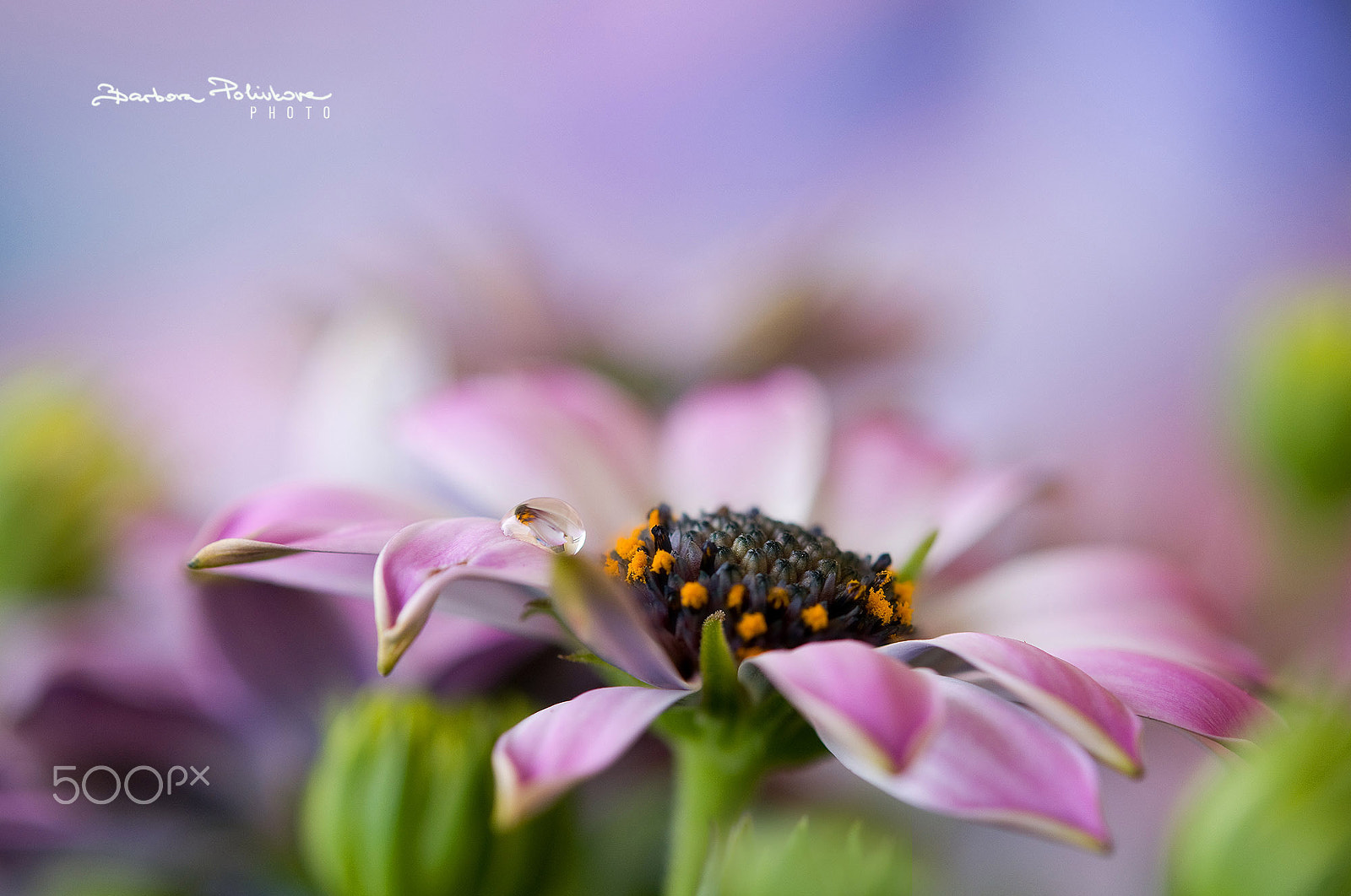 Nikon AF-S Micro-Nikkor 60mm F2.8G ED sample photo. Closer than close photography