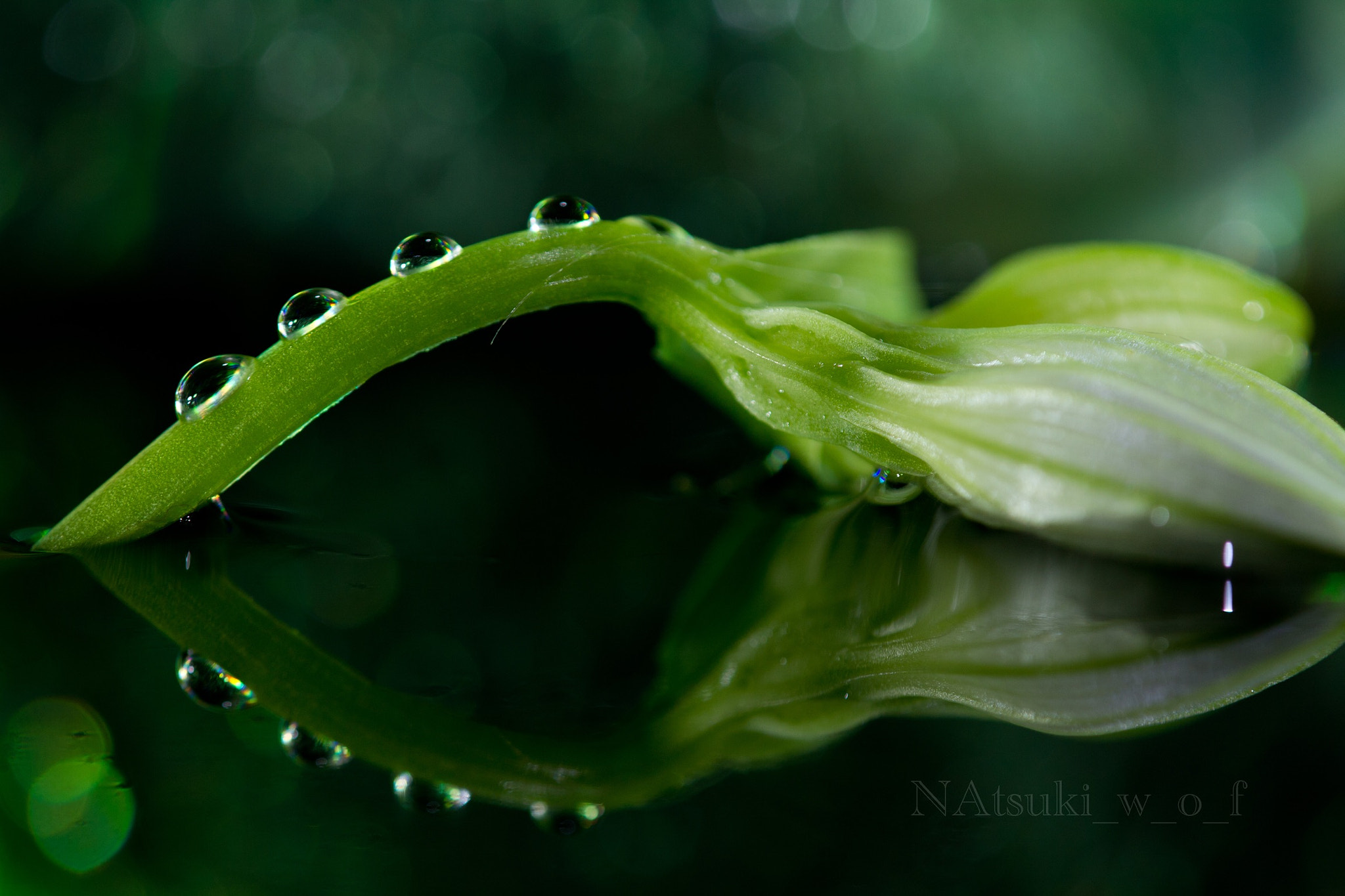 Tamron SP AF 180mm F3.5 Di LD (IF) Macro sample photo. Drop world photography