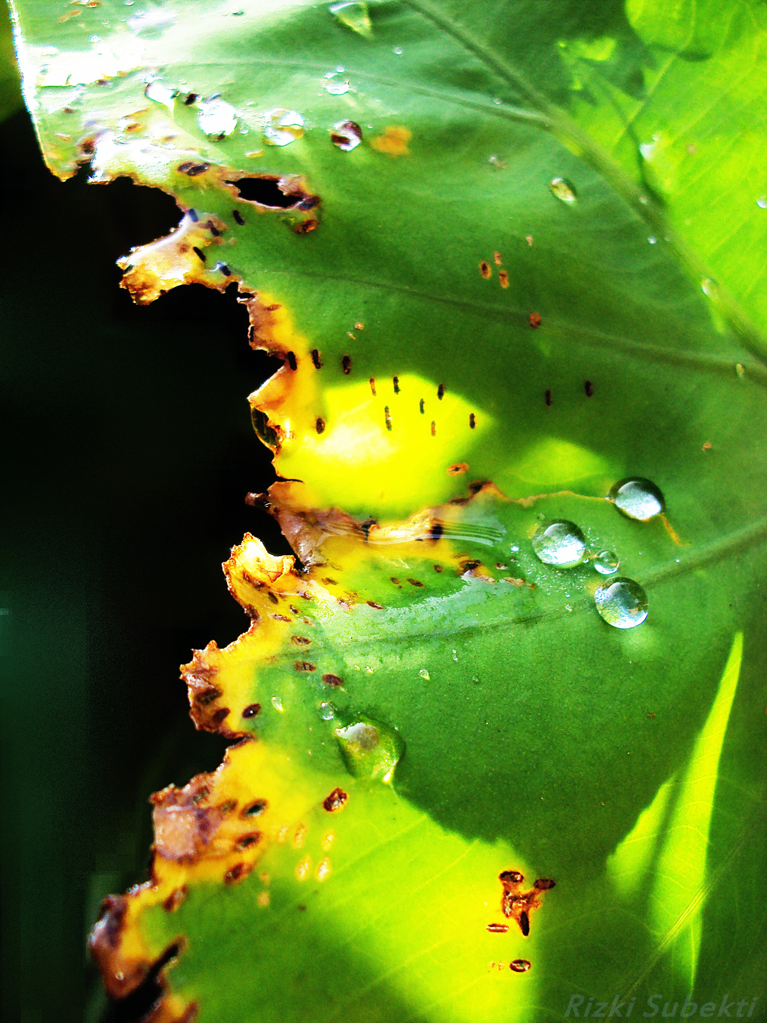 Sony Cyber-shot DSC-S930 sample photo. Dew and leaf photography
