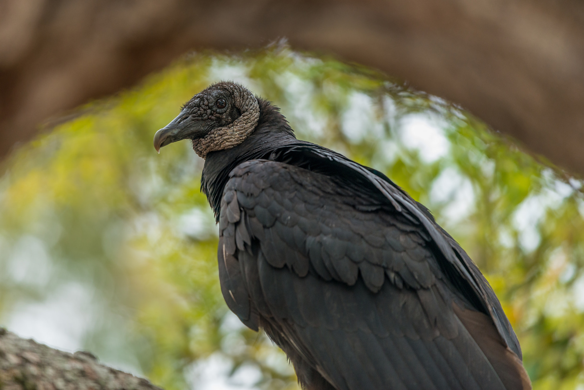 Nikon Nikkor AF-S 300mm F4E PF ED VR sample photo. Black vulture (coragyps atratus) photography
