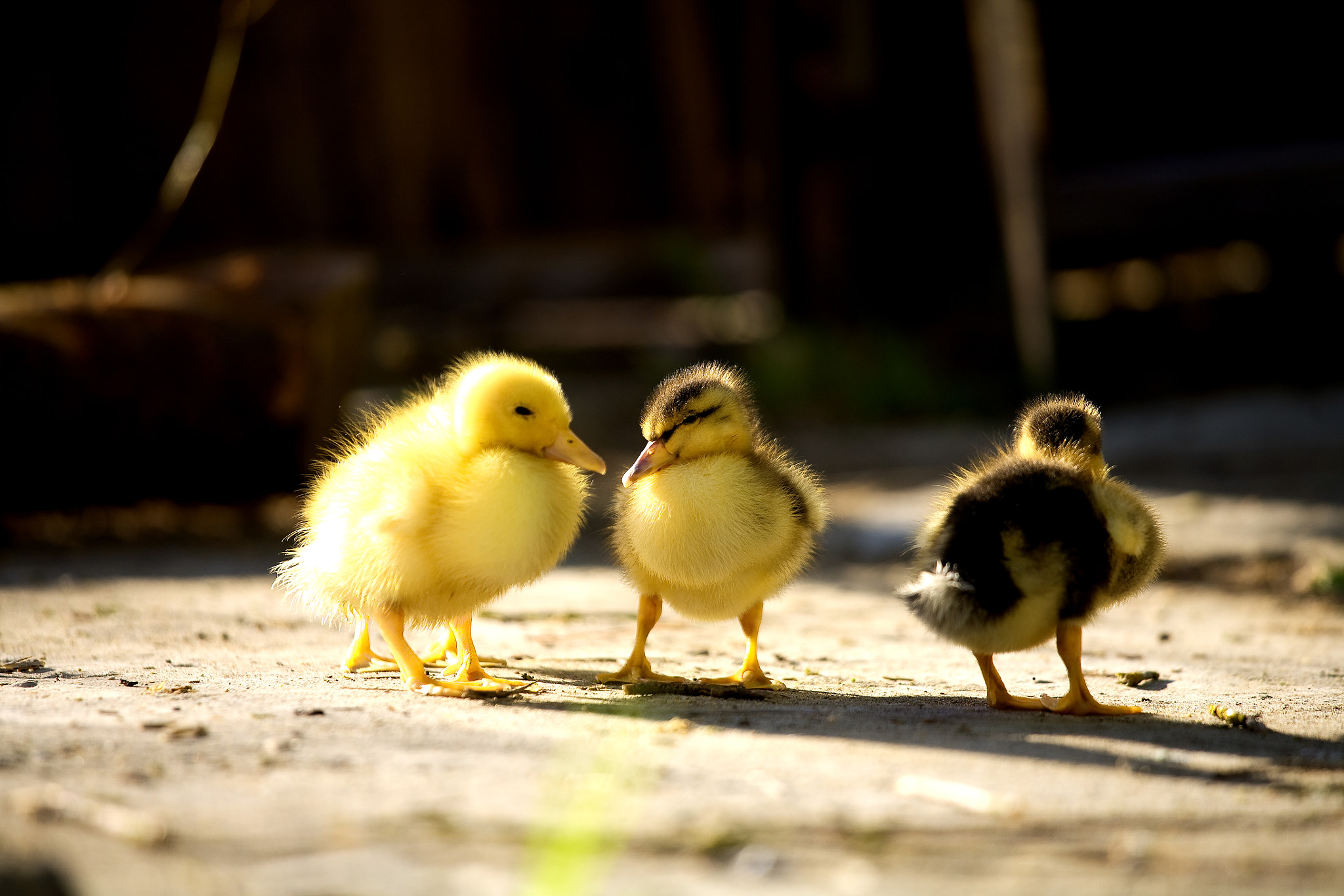 Canon EOS 5D + Canon EF 70-200mm F4L IS USM sample photo. Sweety duckling photography