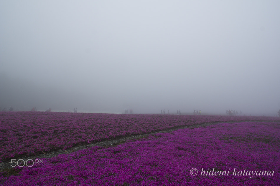 Sony SLT-A77 + Sony DT 11-18mm F4.5-5.6 sample photo. Fantastic flower garden photography