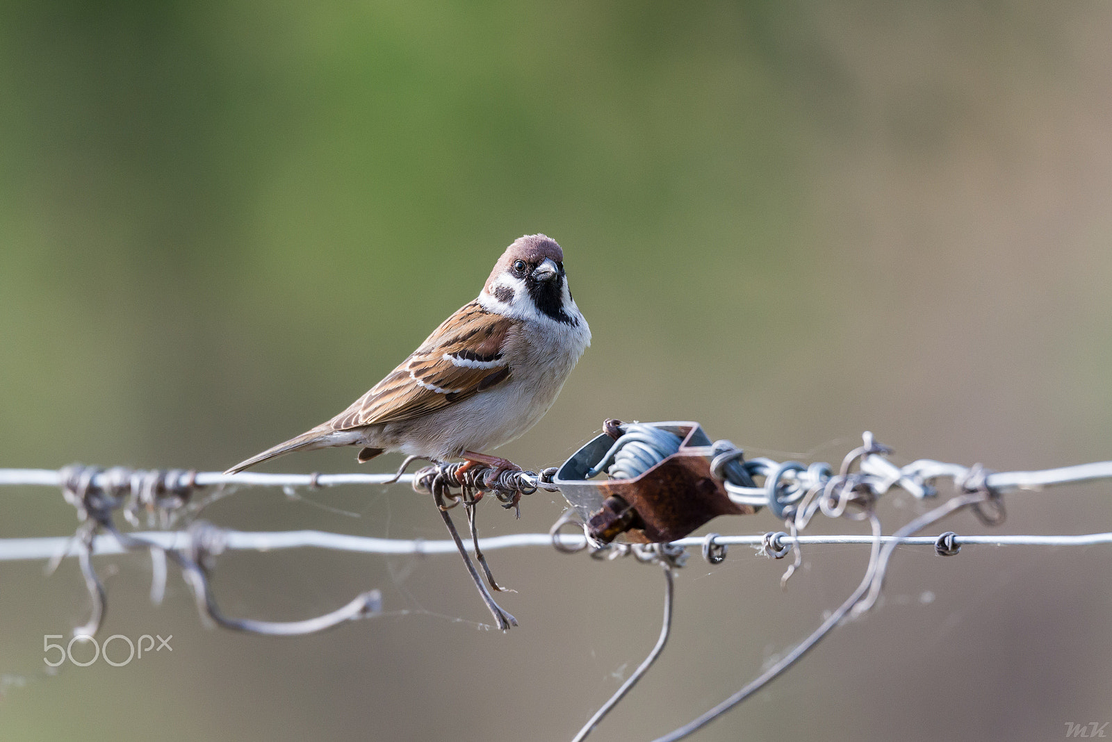 Sigma 150-600mm F5-6.3 DG OS HSM | S sample photo. Passer montanus photography