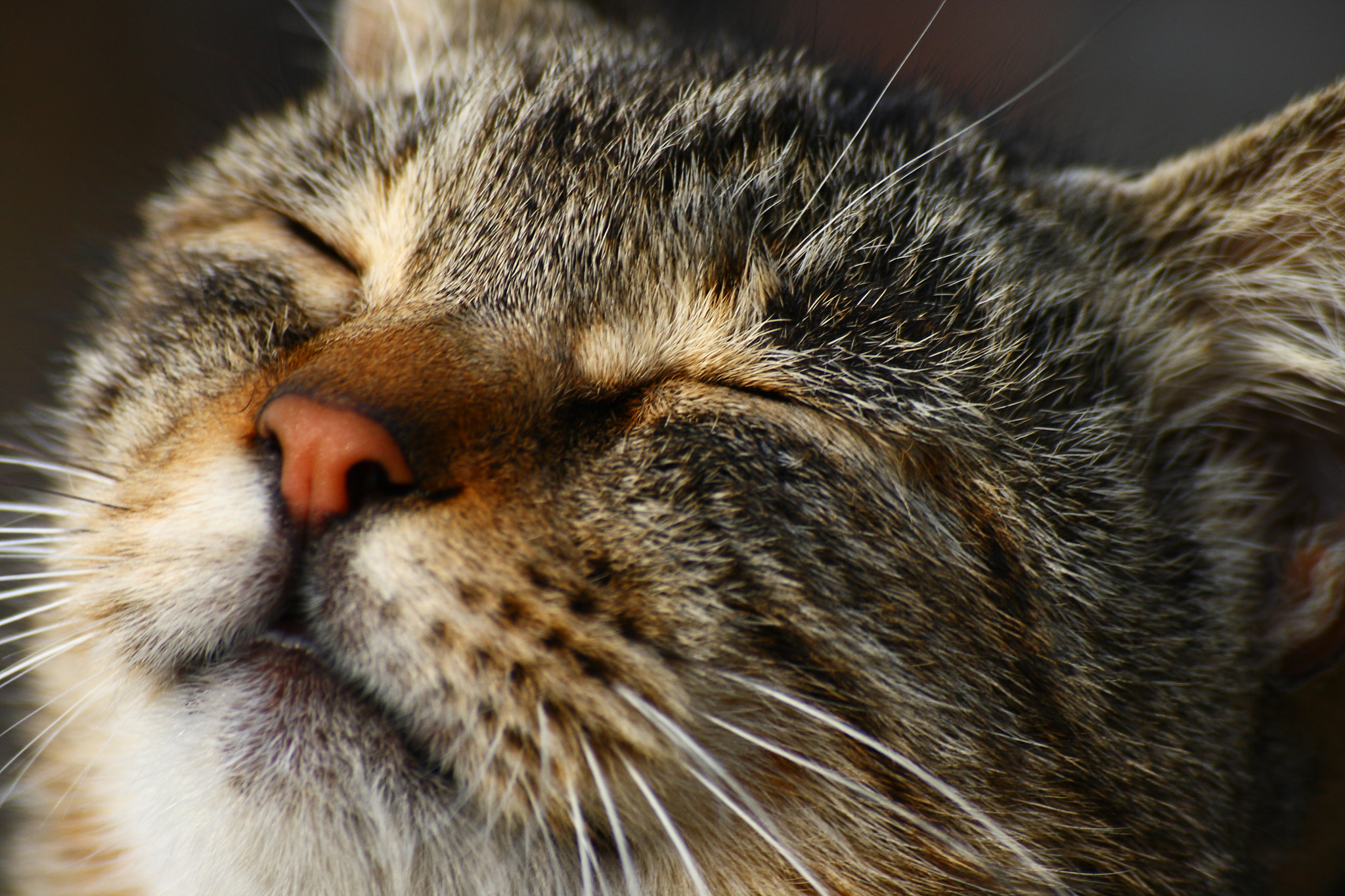 Sigma 55-200mm f/4-5.6 DC sample photo. Face photography