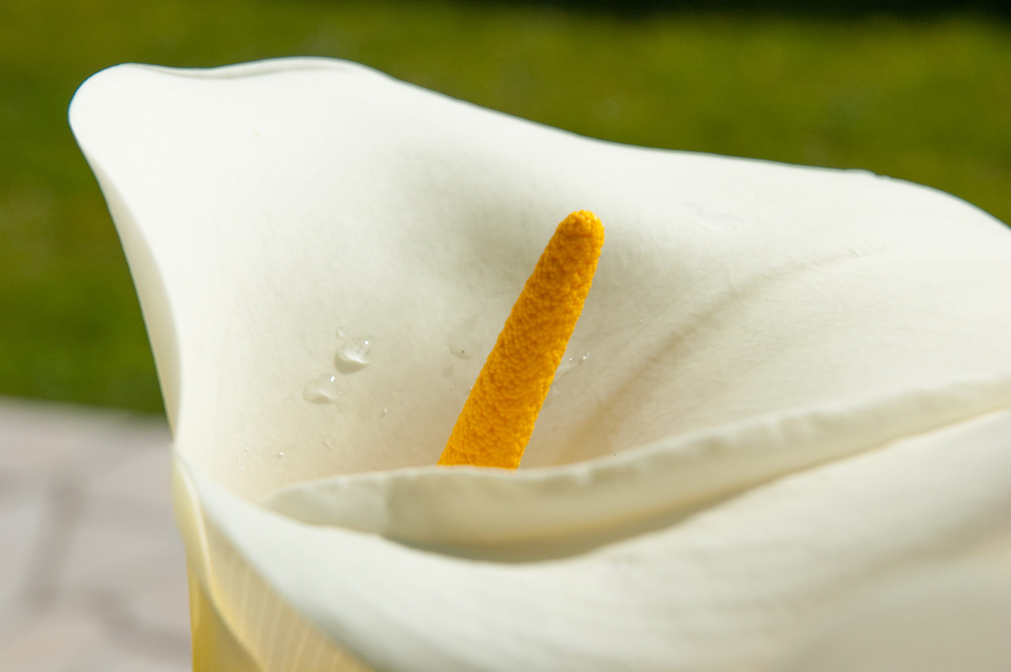 Nikon D50 sample photo. Arum photography