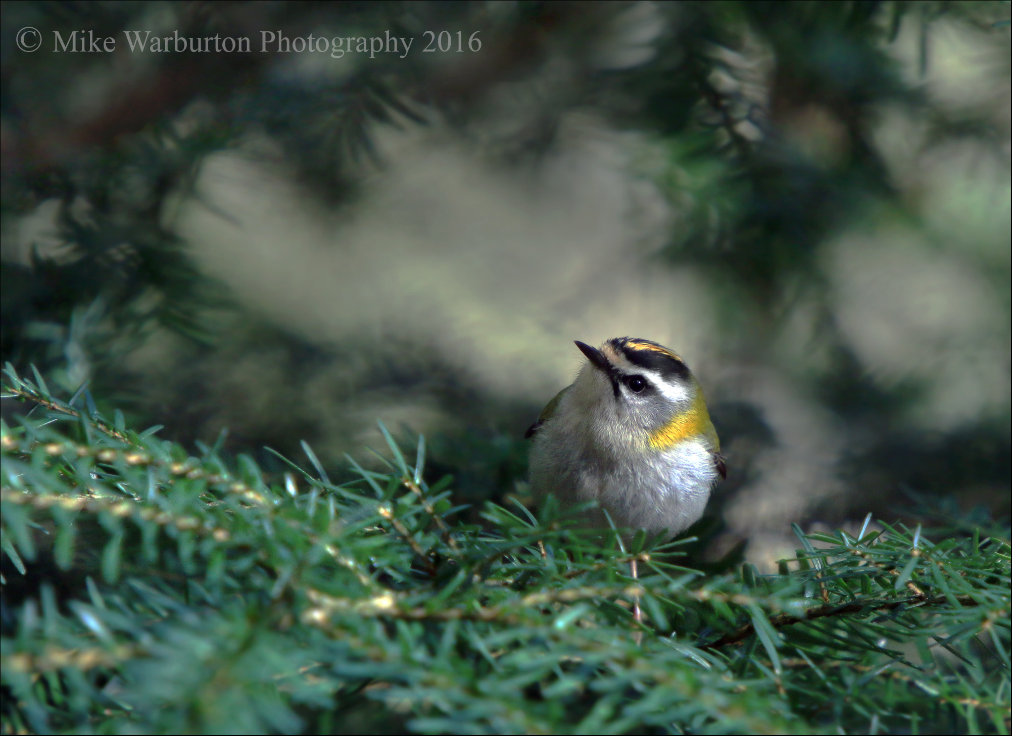 Sigma 50-500mm f/4-6.3 APO HSM EX sample photo. Firecrest photography