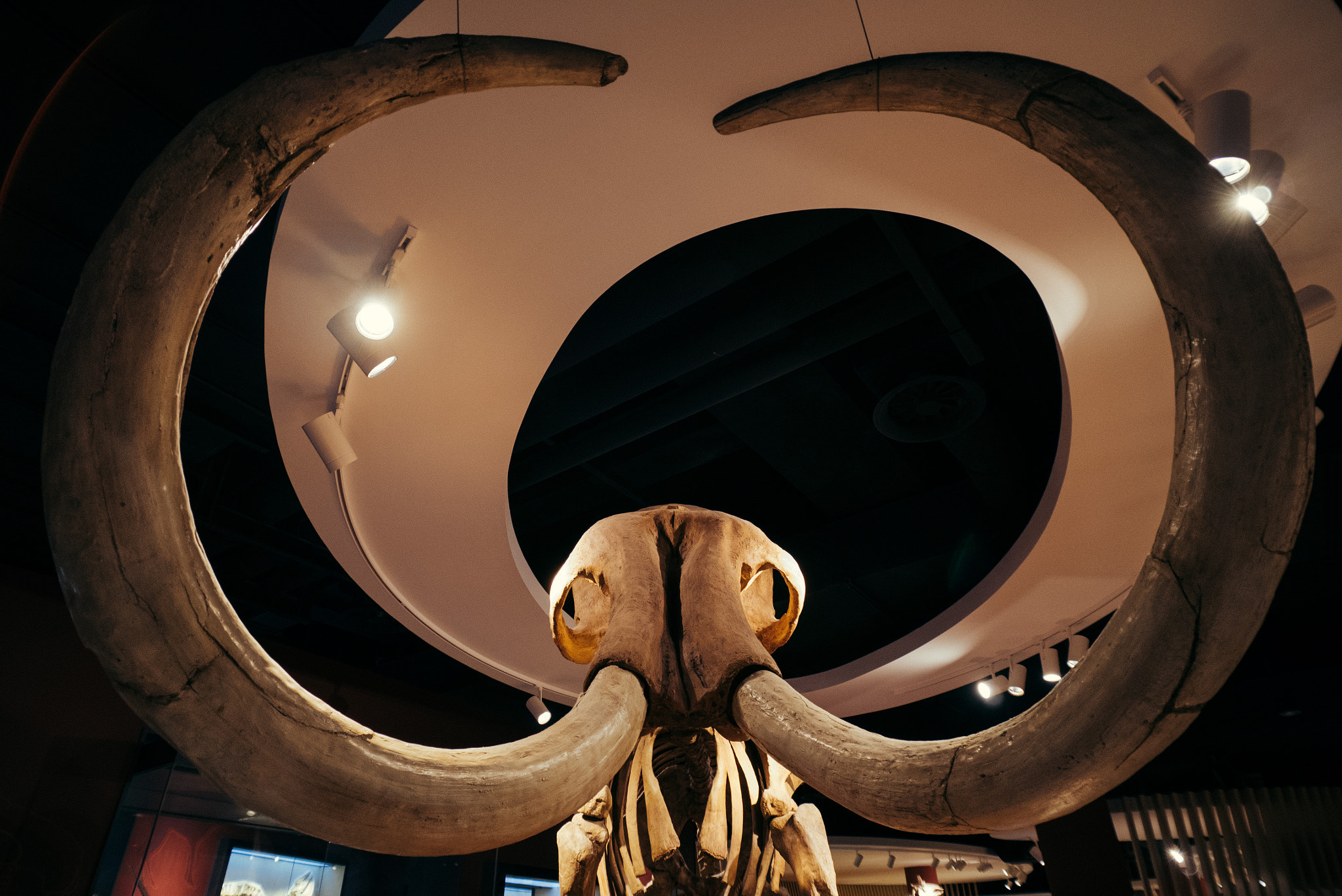 Panasonic DMC-GM1S sample photo. Big mammoth is watching you！ photography