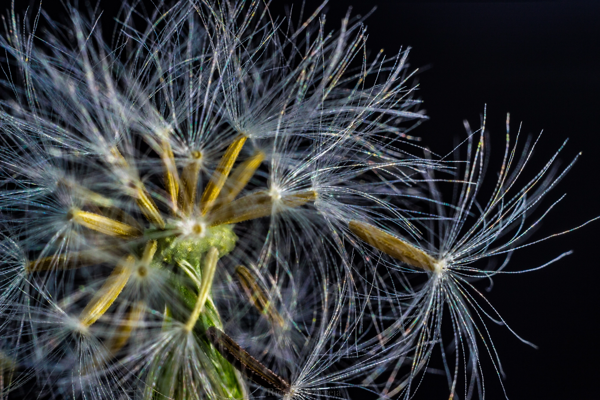 Canon EOS 600D (Rebel EOS T3i / EOS Kiss X5) + Canon EF 50mm F1.8 II sample photo. Dandelion photography