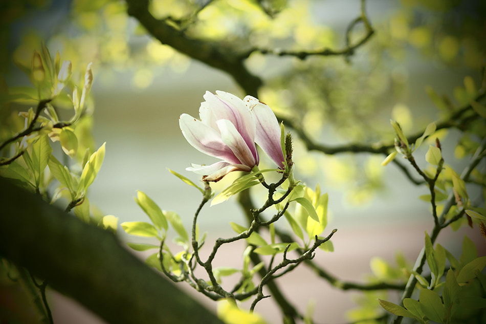 Olympus OM-D E-M5 II + Olympus M.Zuiko Digital ED 75mm F1.8 sample photo. A nice may 1st photography