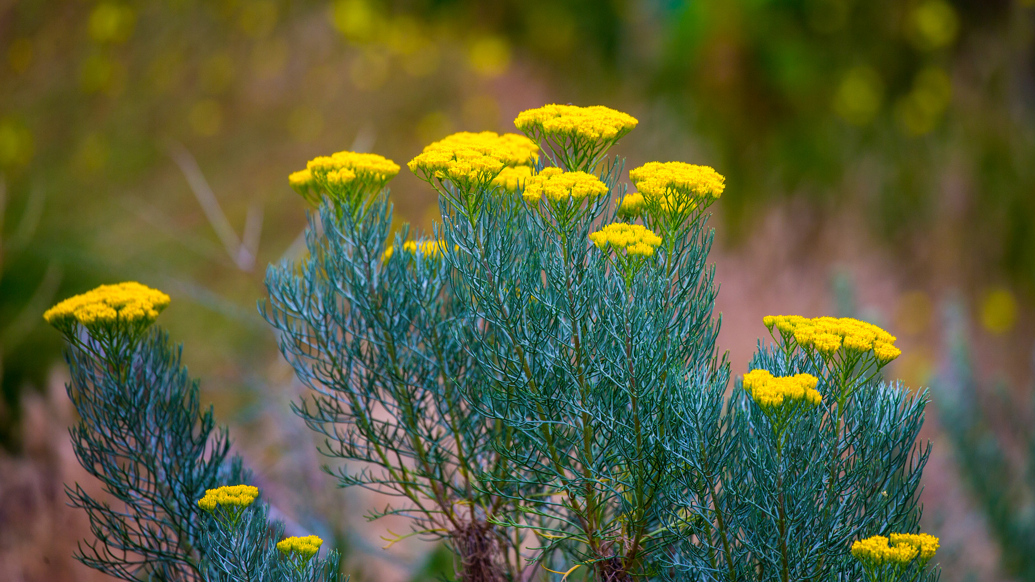Canon EF 100-400mm F4.5-5.6L IS II USM sample photo. Layers photography