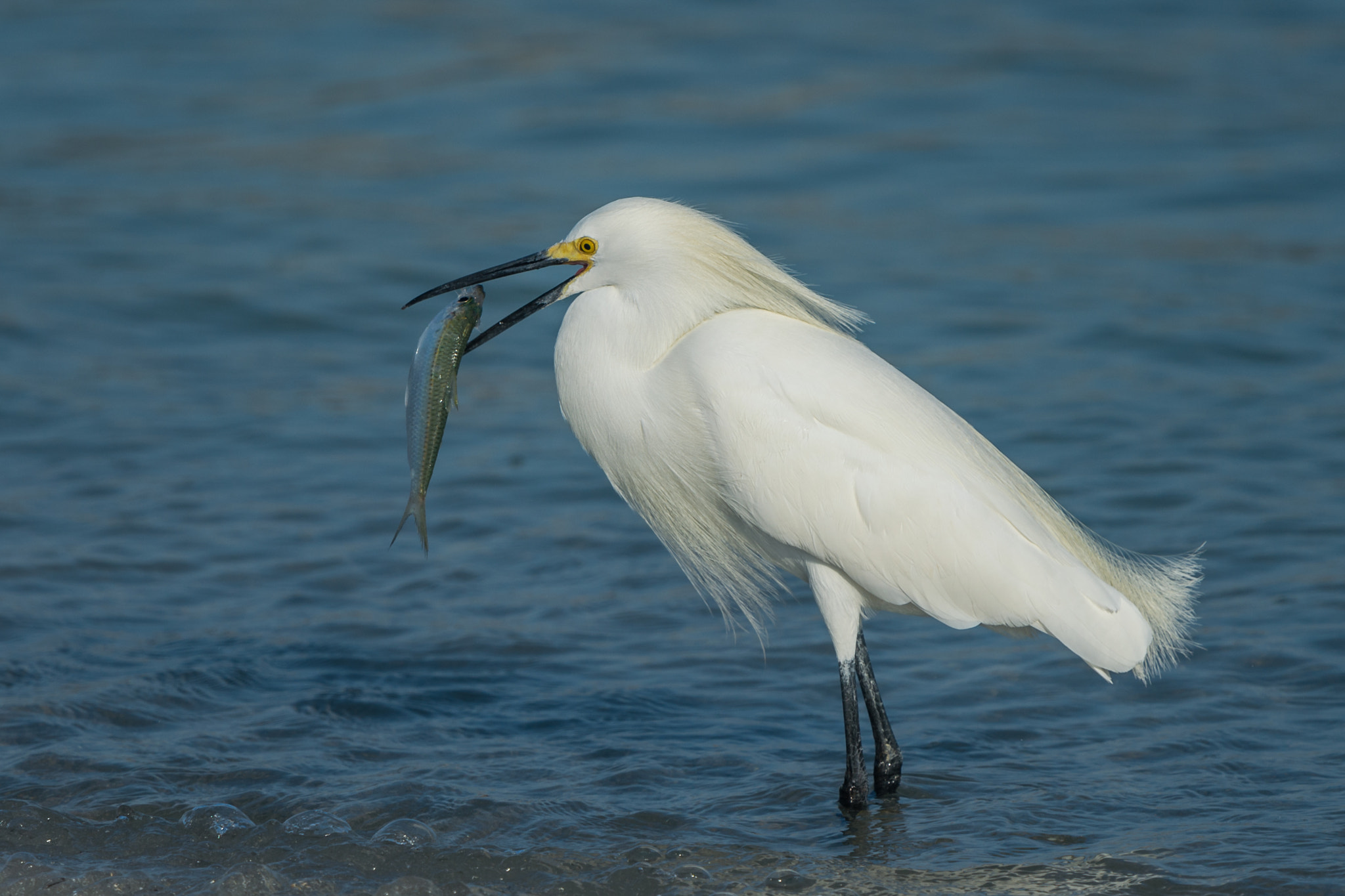 Nikon Nikkor AF-S 300mm F4E PF ED VR sample photo. Lunch on the beach photography