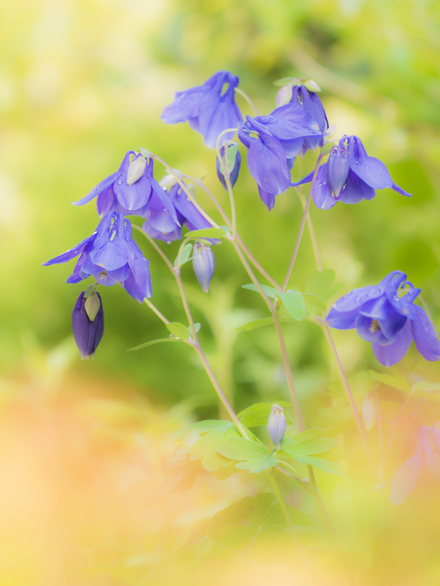 Panasonic Lumix DMC-GX7 sample photo. Aquilegia photography