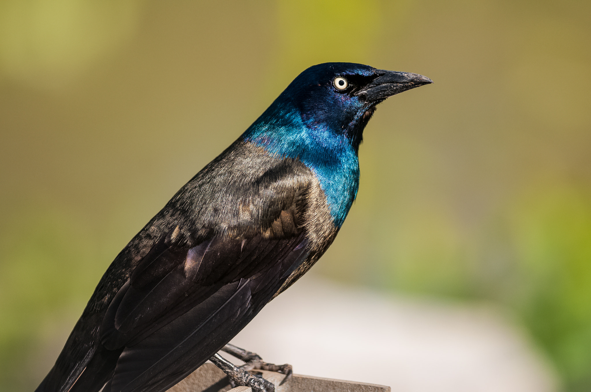 Nikon D300S + Nikon AF-S Nikkor 300mm F4D ED-IF sample photo. Grackle photography