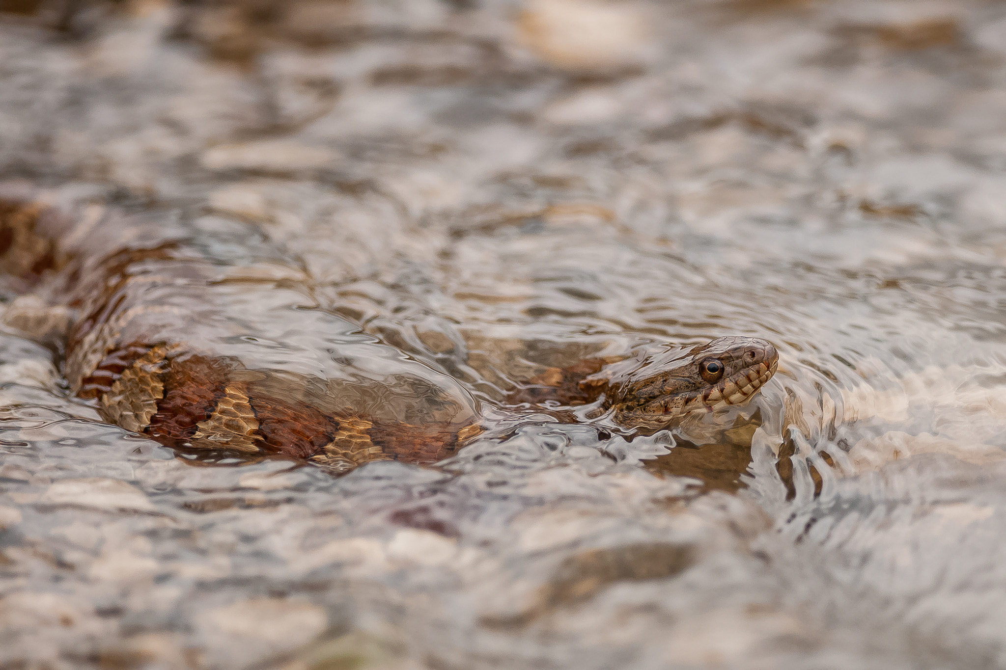 Nikon D300S + Nikon AF-S Nikkor 300mm F4D ED-IF sample photo. Water snake photography