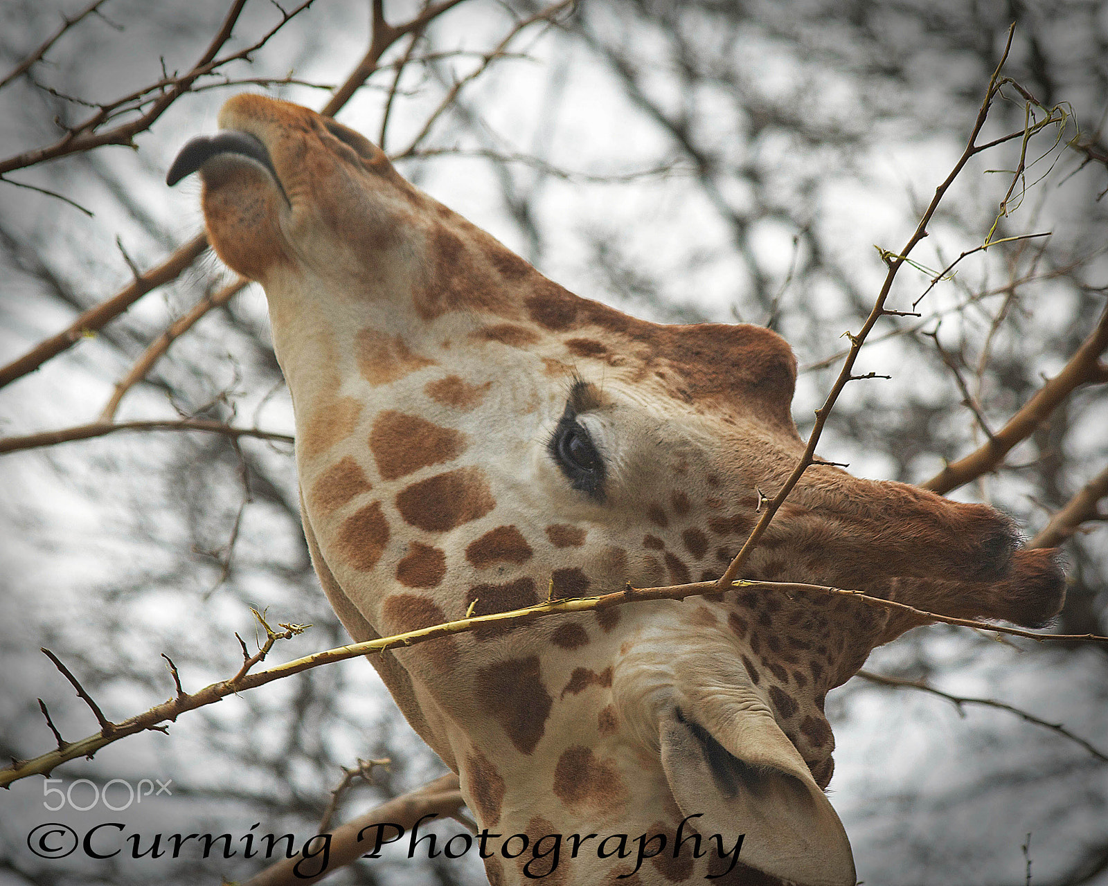 Canon EOS 450D (EOS Rebel XSi / EOS Kiss X2) sample photo. Giraffe photography