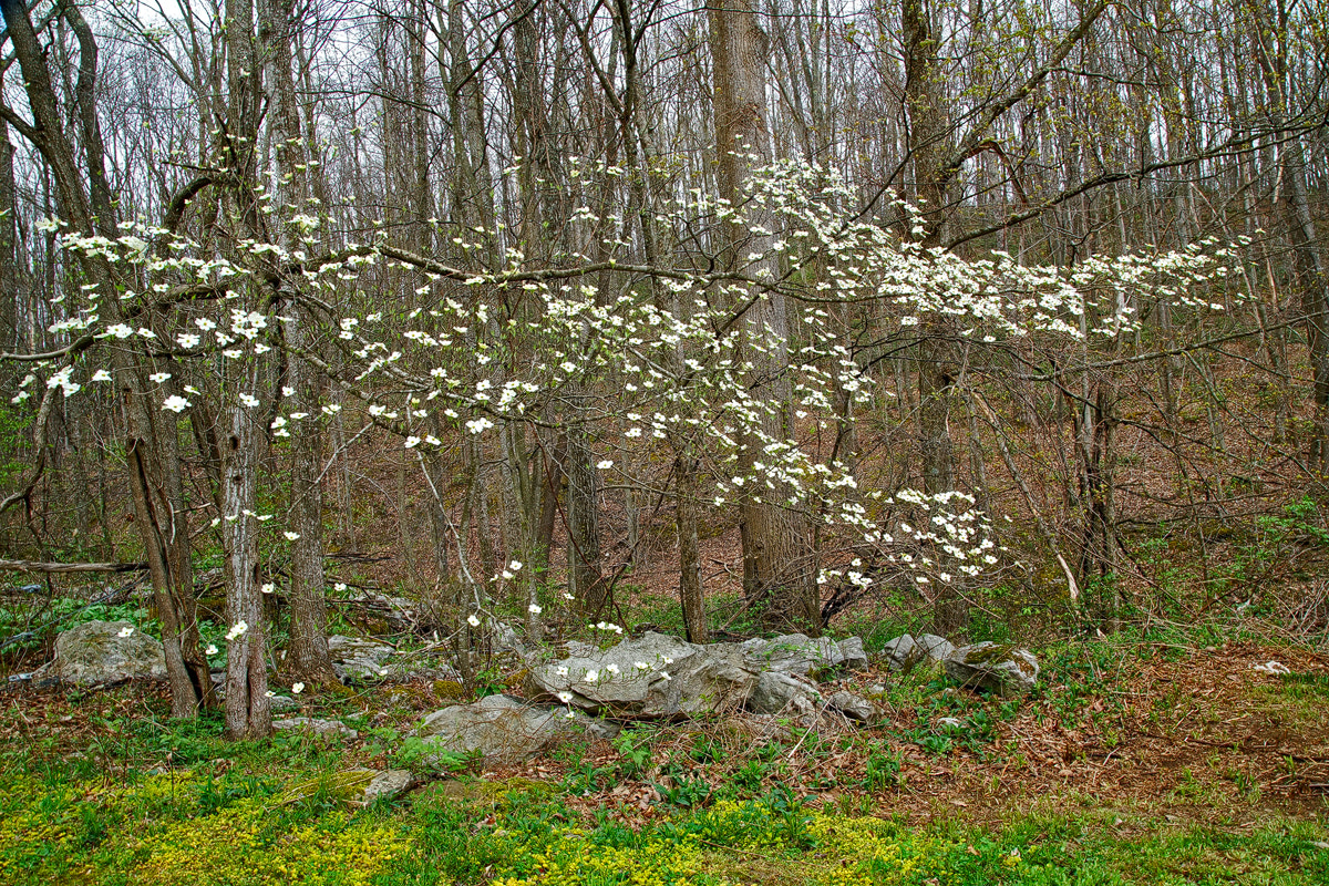 24-105mm F4 G SSM OSS sample photo. Dogwood stretch photography