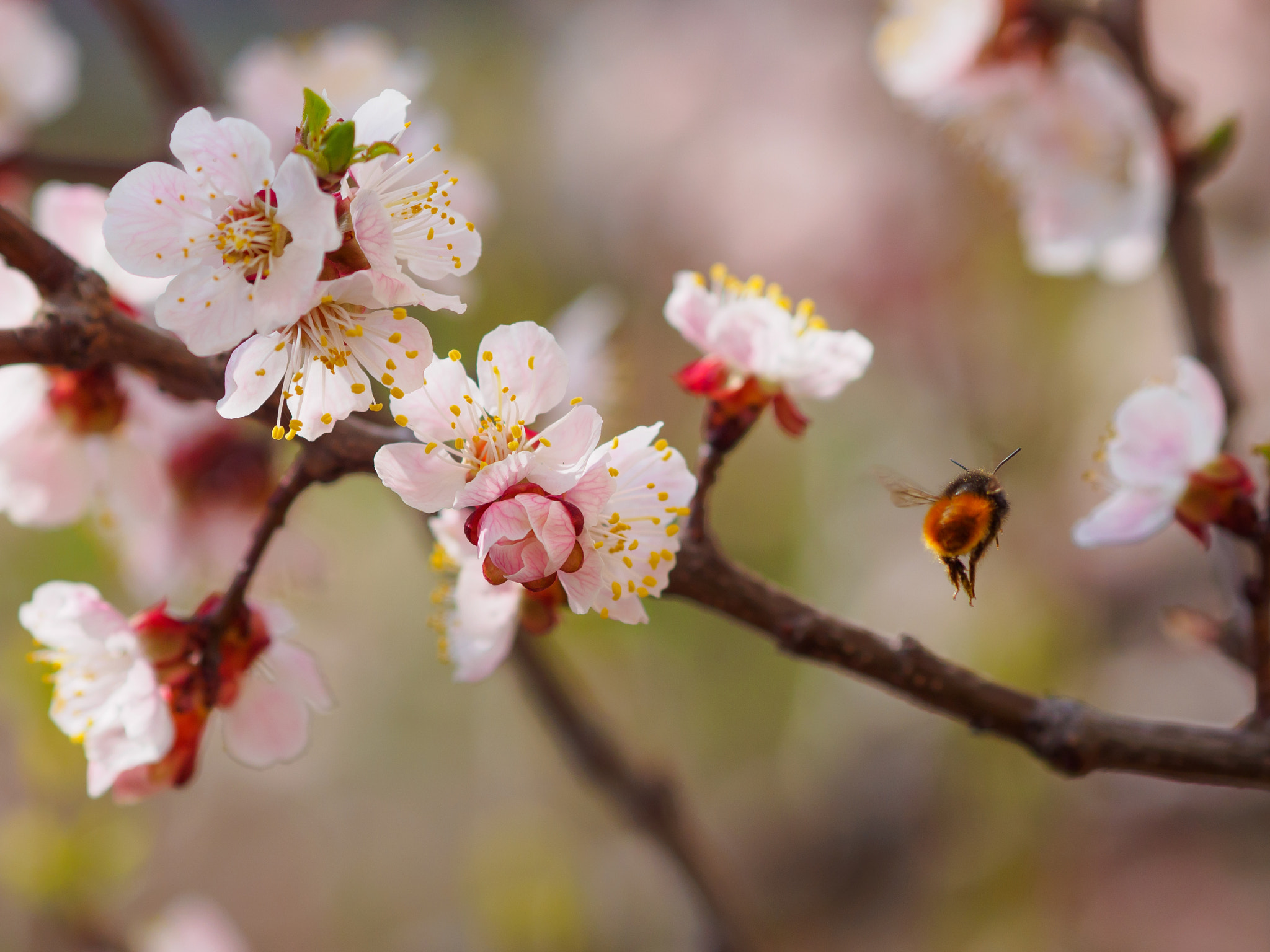 Olympus OM-D E-M10 II + Olympus M.Zuiko Digital ED 75mm F1.8 sample photo. Bumble bee gathering pollen on apricot tree flower photography