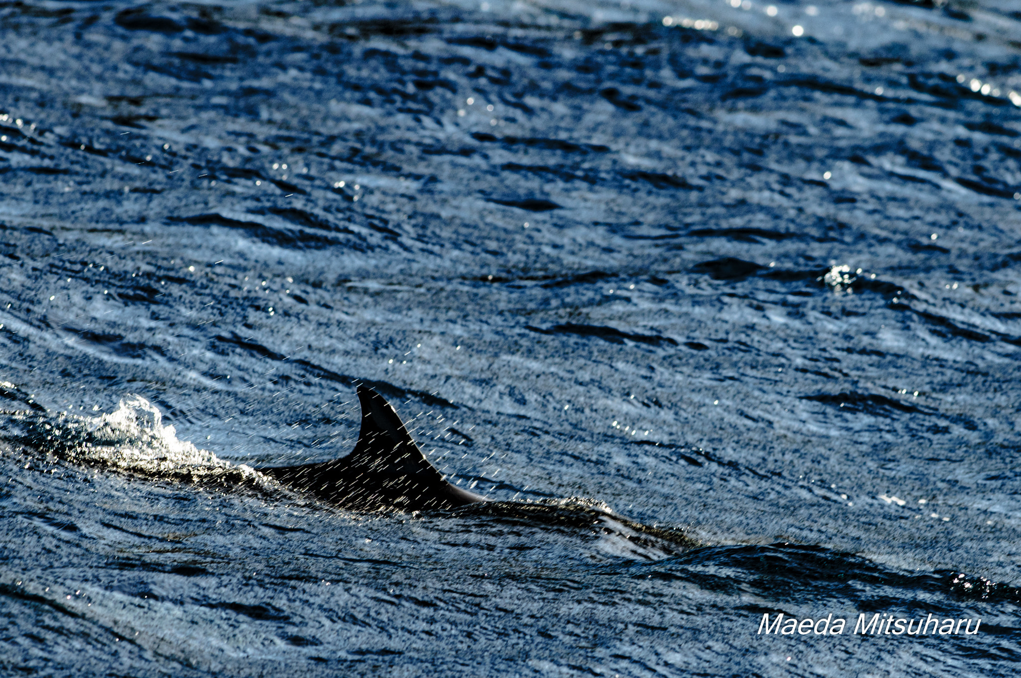 Nikon D300 + Nikon AF-S Nikkor 300mm F2.8G ED-IF VR sample photo. Dolphin photography