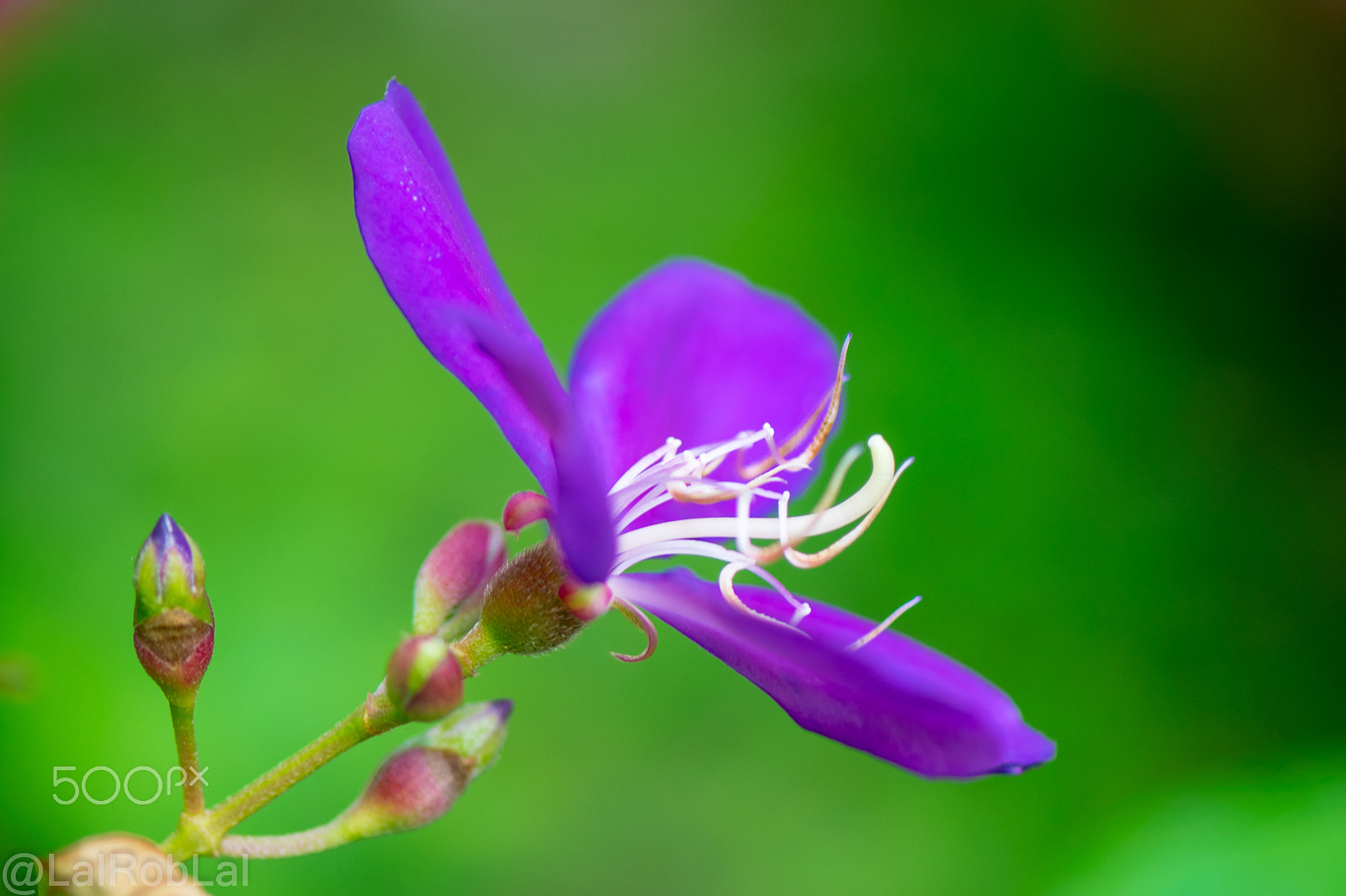 Nikon AF-S Micro-Nikkor 105mm F2.8G IF-ED VR sample photo. Purple photography