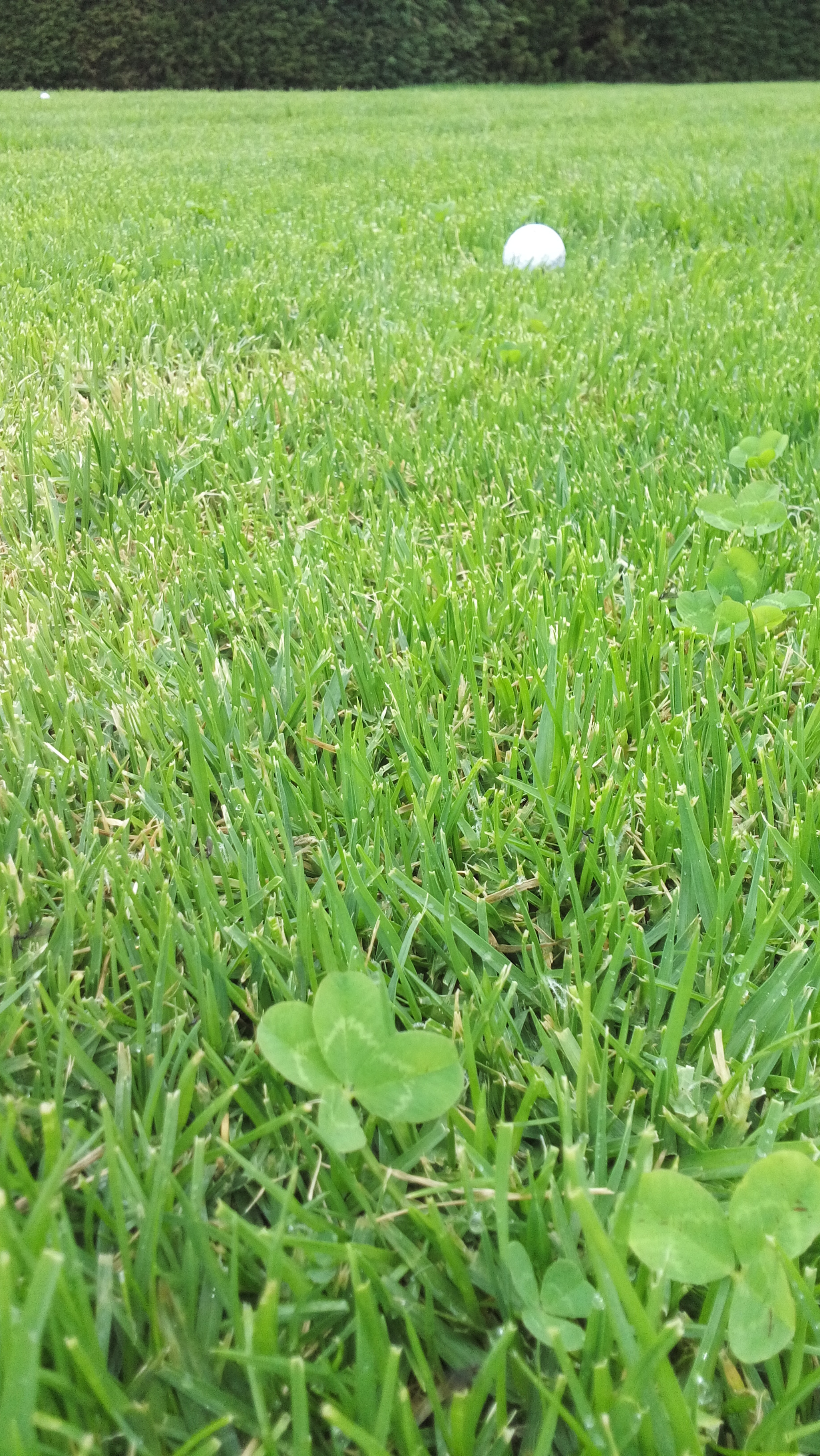 LG L Bello sample photo. Nice shot photography