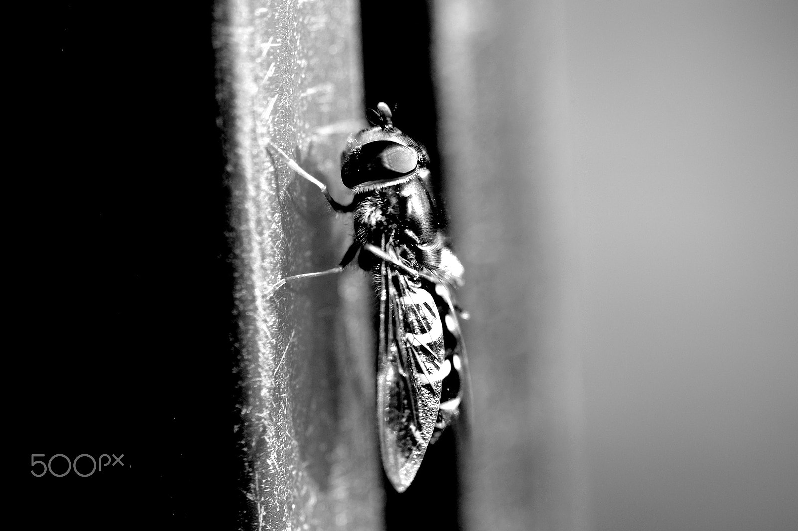 Nikon D40X + Nikon AF Micro-Nikkor 60mm F2.8D sample photo. Insect photography