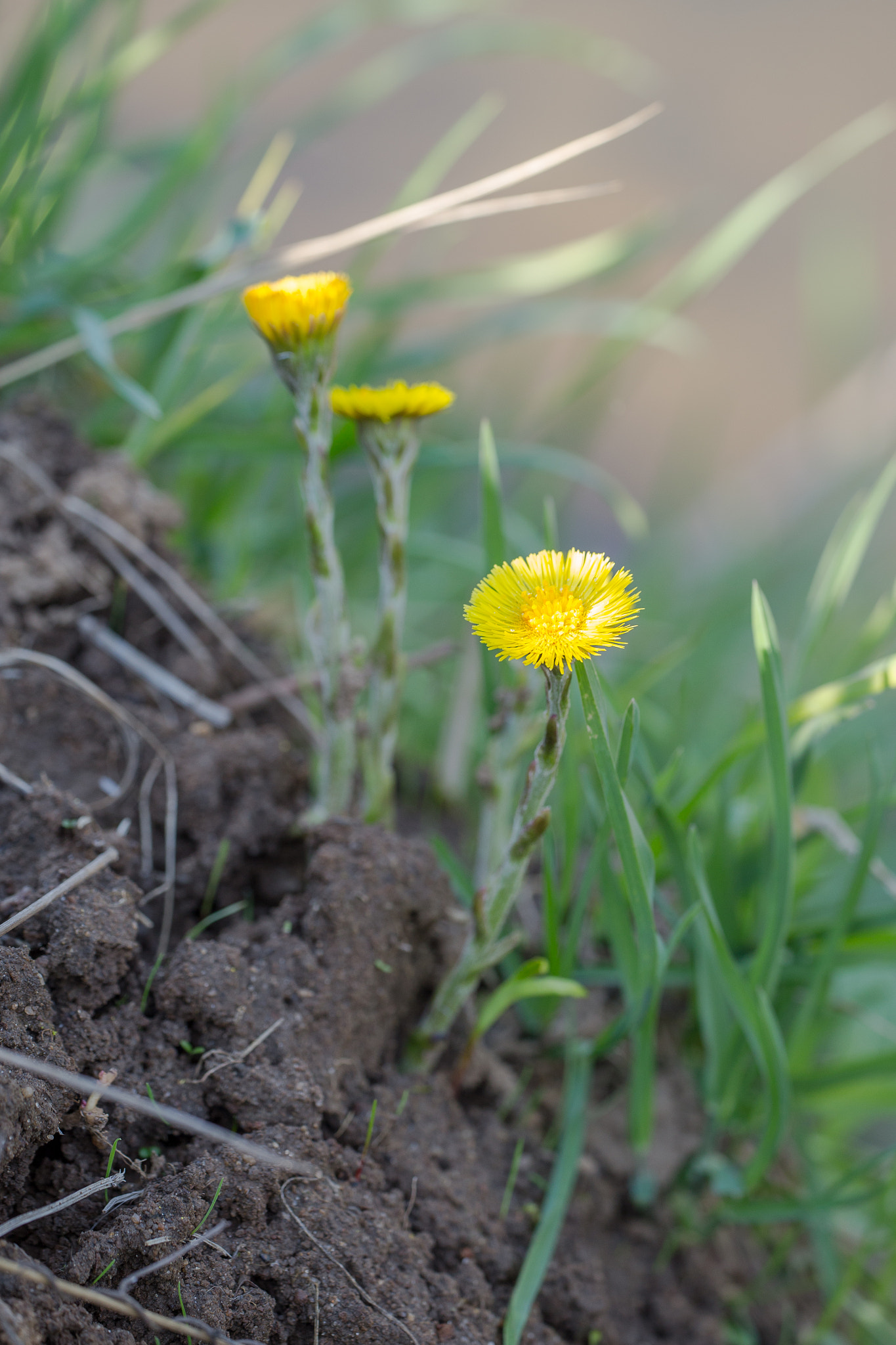 Canon EF 180mm F3.5L Macro USM sample photo. Мать-и-мачеха photography