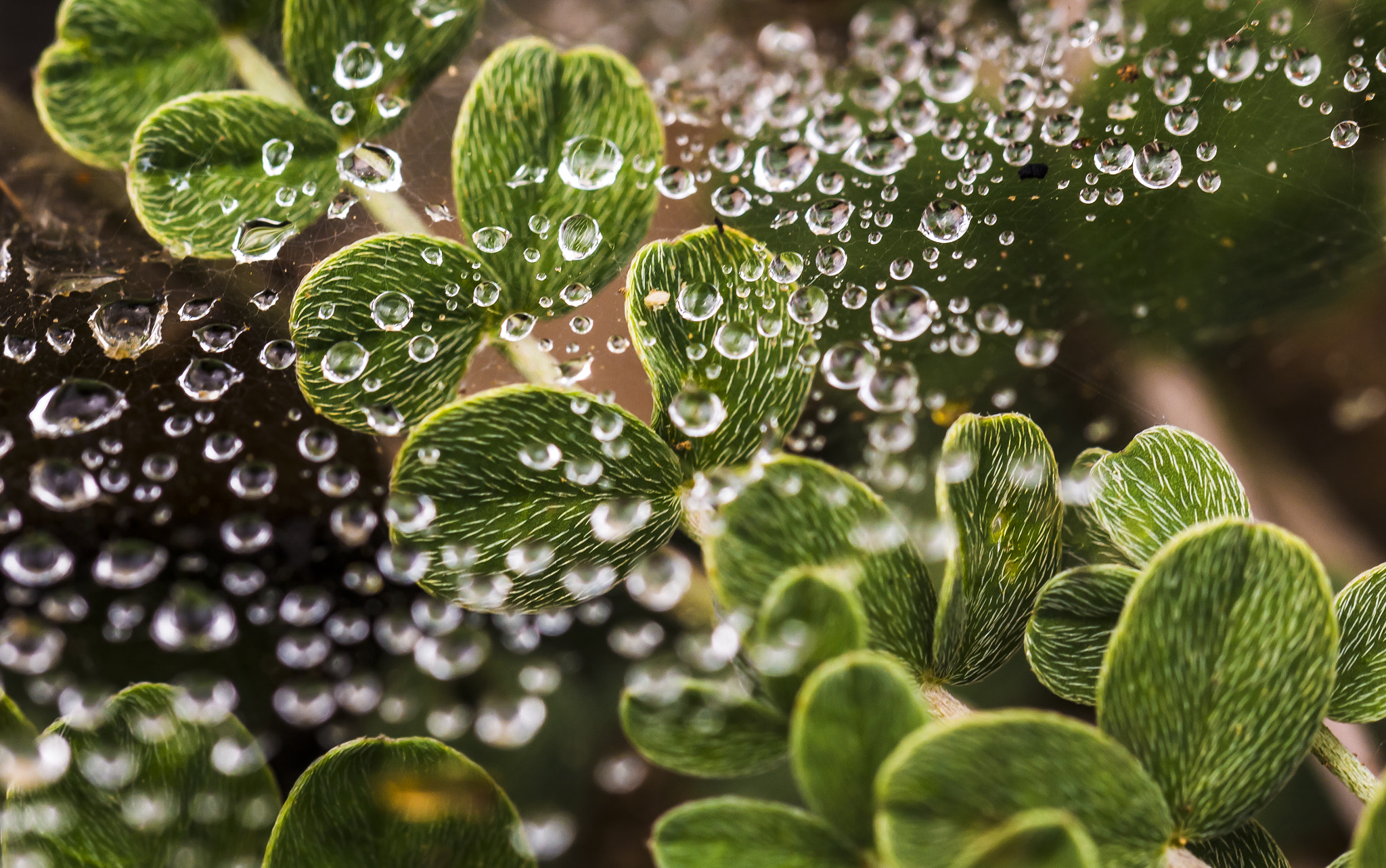 Canon EOS 650D (EOS Rebel T4i / EOS Kiss X6i) sample photo. Morning dew photography