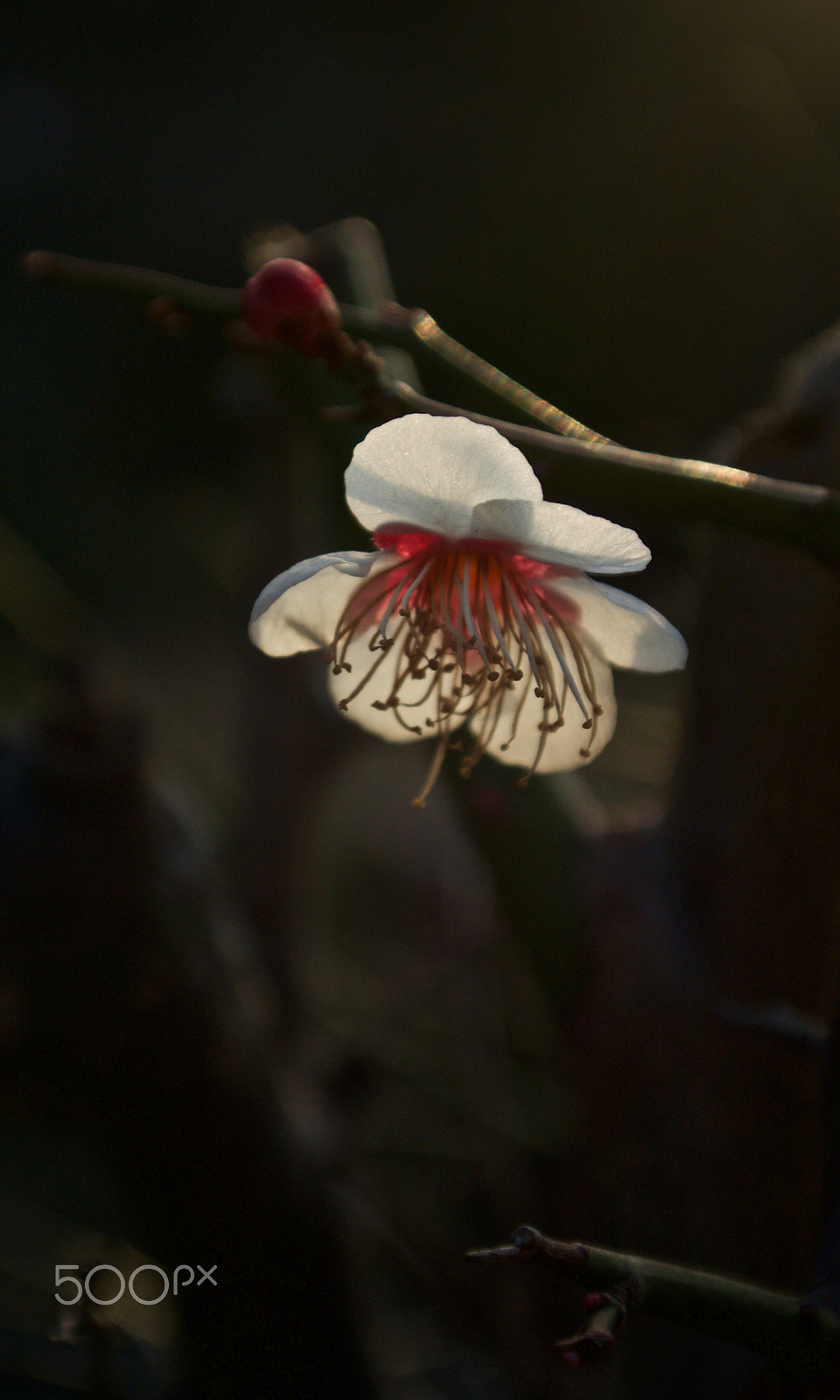 Nikon 1 J2 sample photo. Plum blossom photography