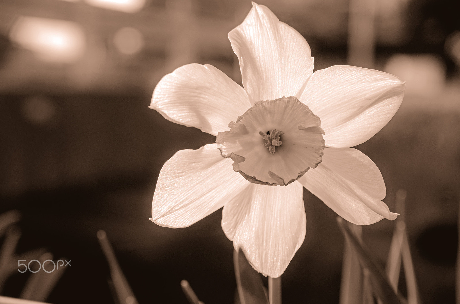 Ricoh GXR A16 sample photo. Narcissus beside the road photography