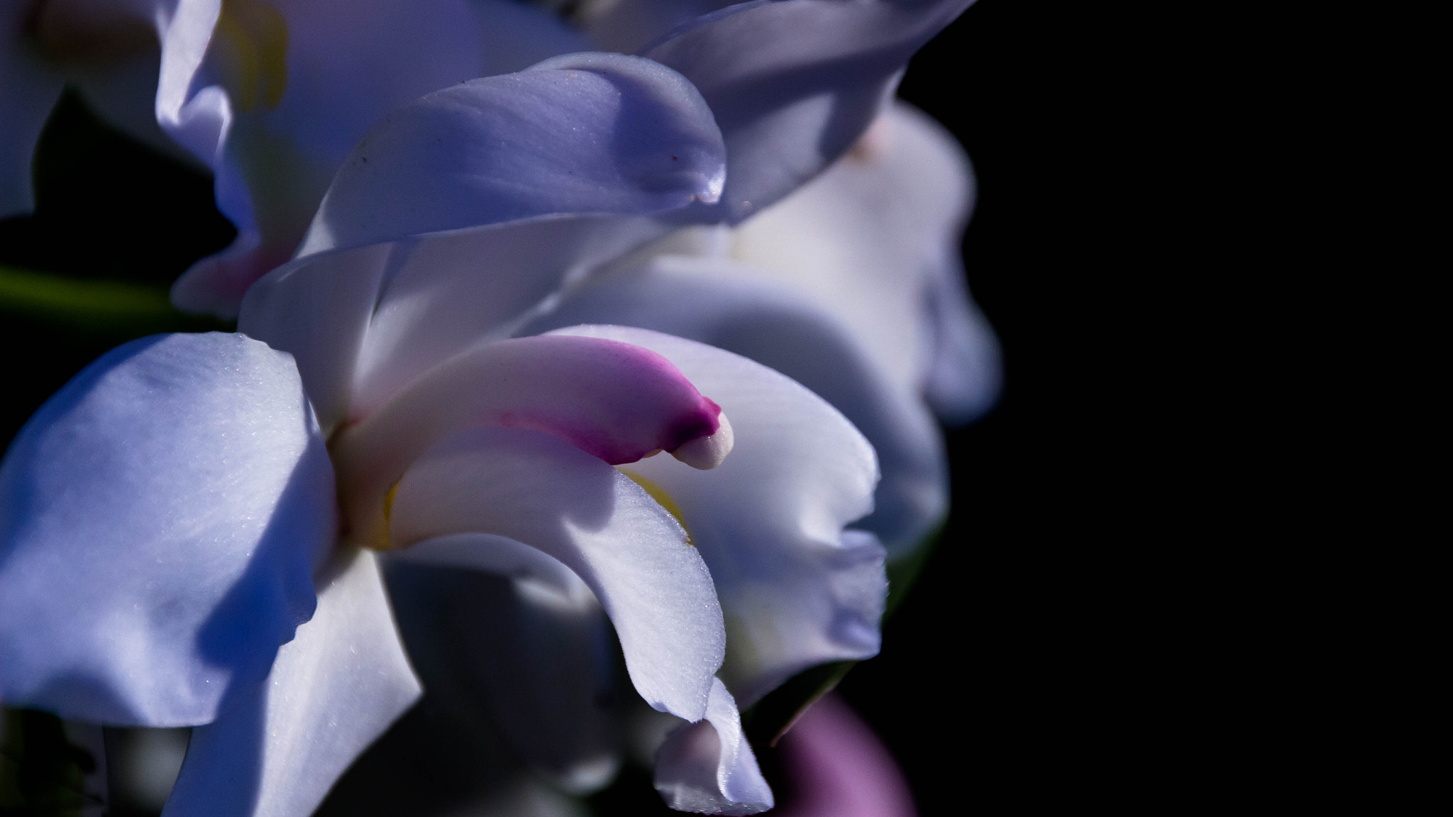Canon EOS 100D (EOS Rebel SL1 / EOS Kiss X7) sample photo. Orchid photography