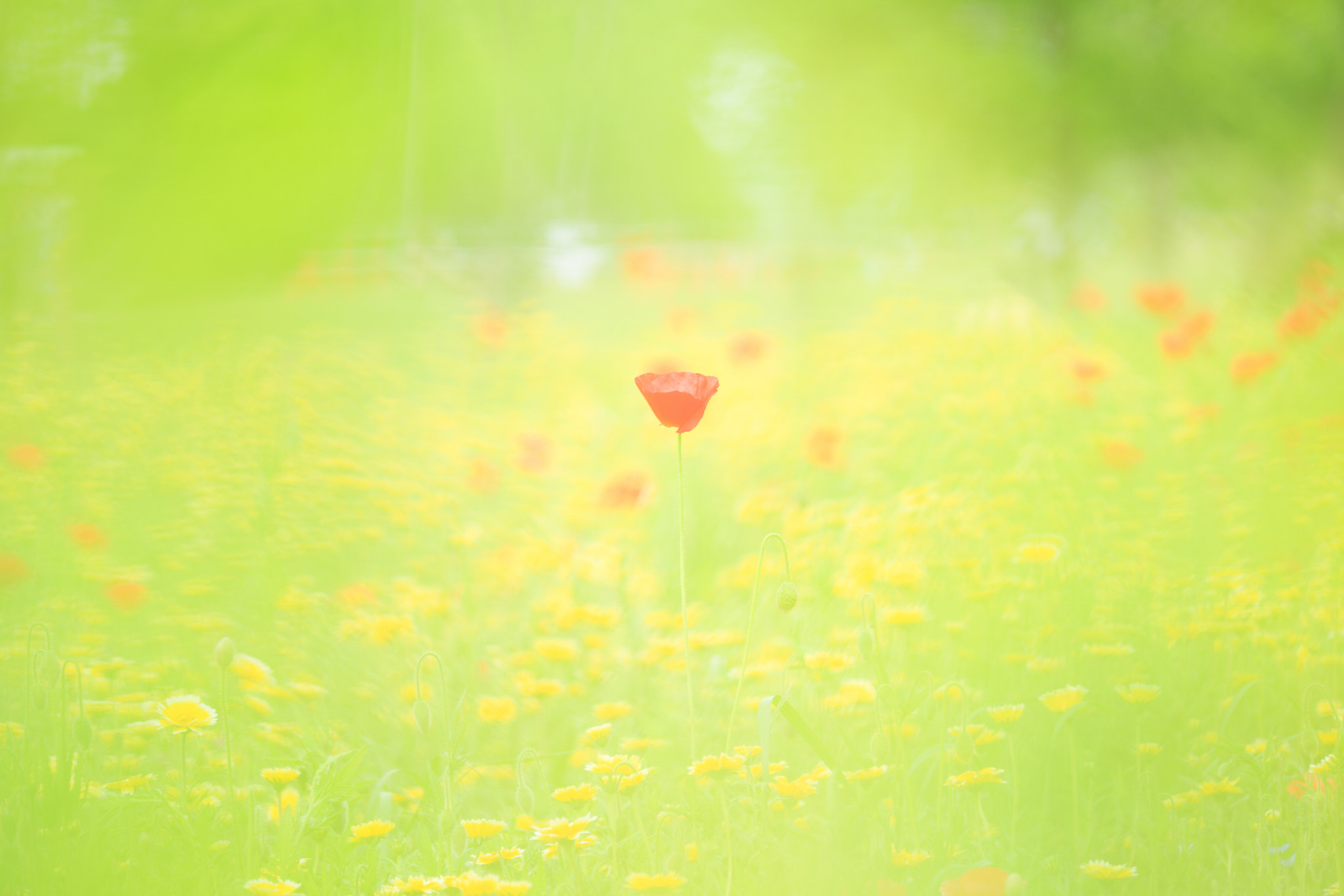 Tamron SP AF 180mm F3.5 Di LD (IF) Macro sample photo. Spring's dreamy photography