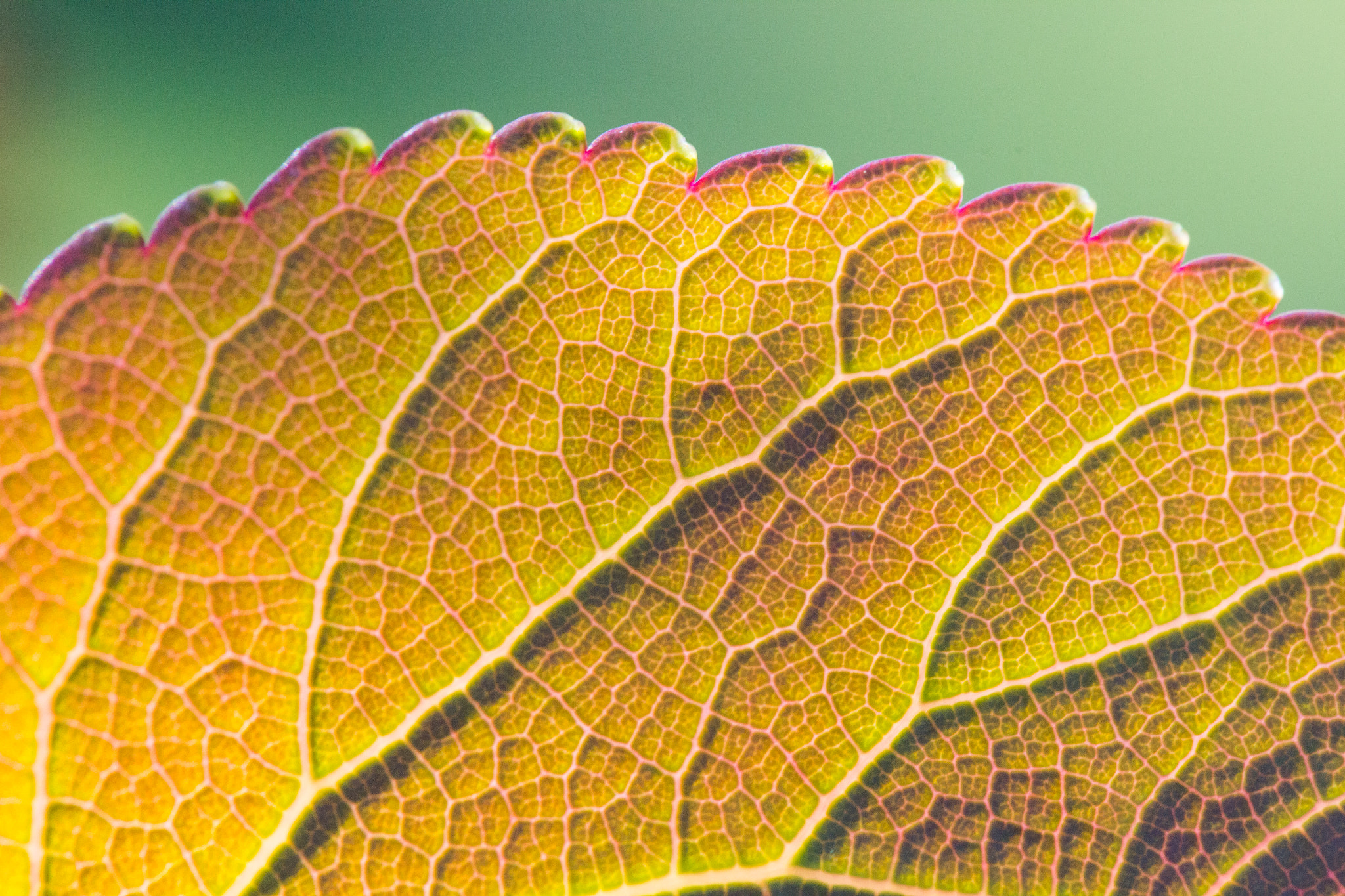 Tamron SP AF 60mm F2 Di II LD IF Macro sample photo. Landscape of a leaf photography