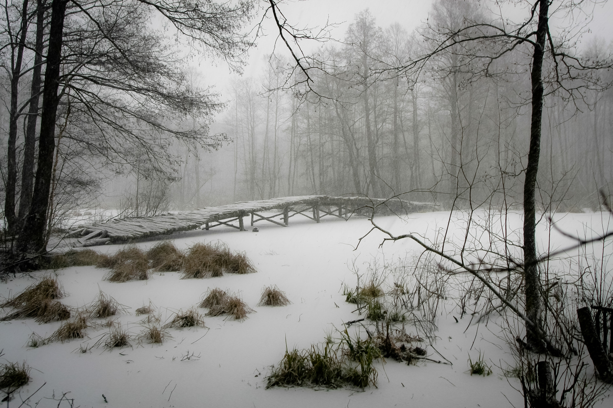 Canon EOS 40D + Sigma 20mm EX f/1.8 sample photo. Winter swamps photography