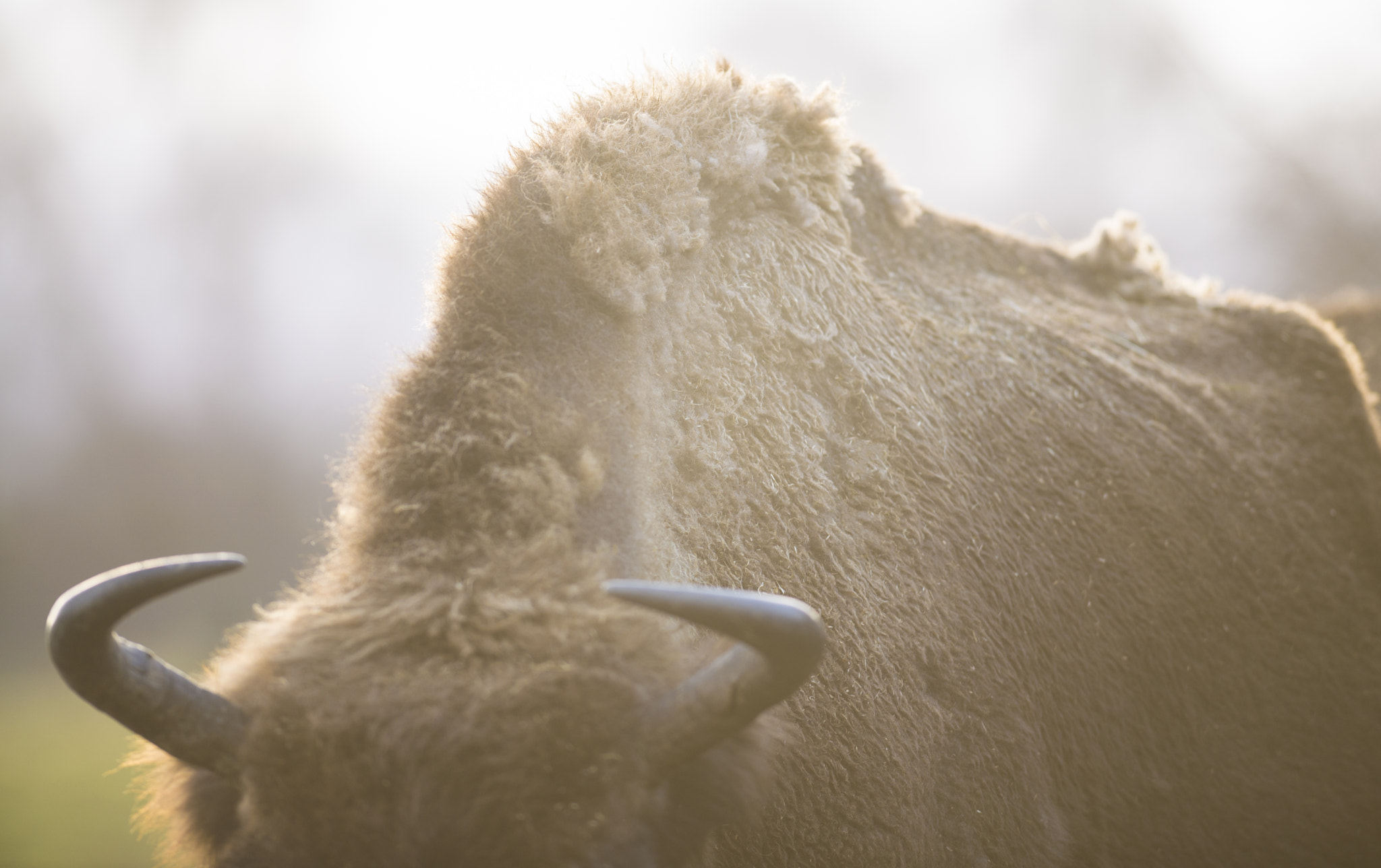 Nikon AF-S Nikkor 300mm F2.8G ED-IF VR sample photo. Sunlit bison photography