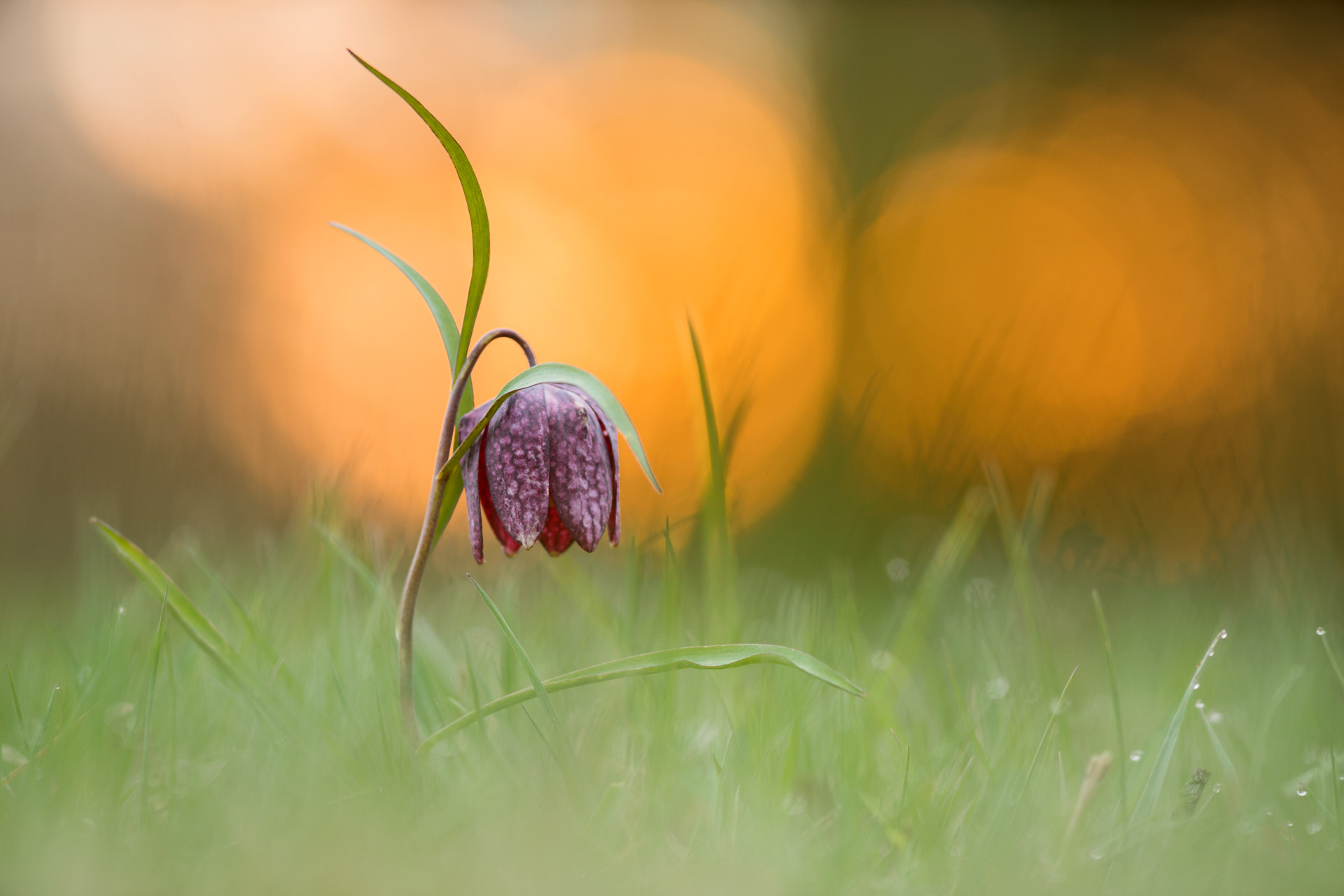 Minolta AF 28-85mm F3.5-4.5 New sample photo. Fritillaria meleagris photography