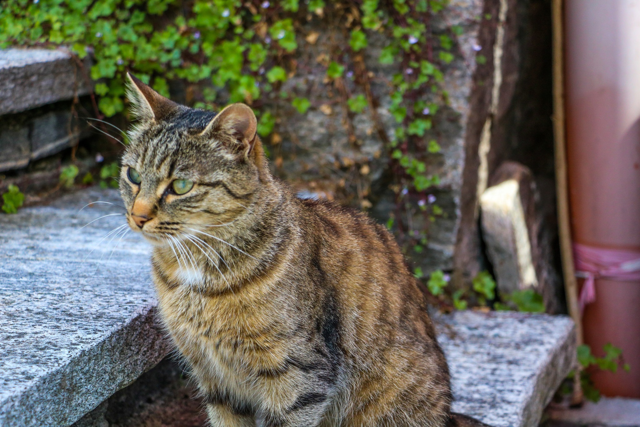 Canon EF-S 18-135mm F3.5-5.6 IS STM sample photo. Whiskers photography
