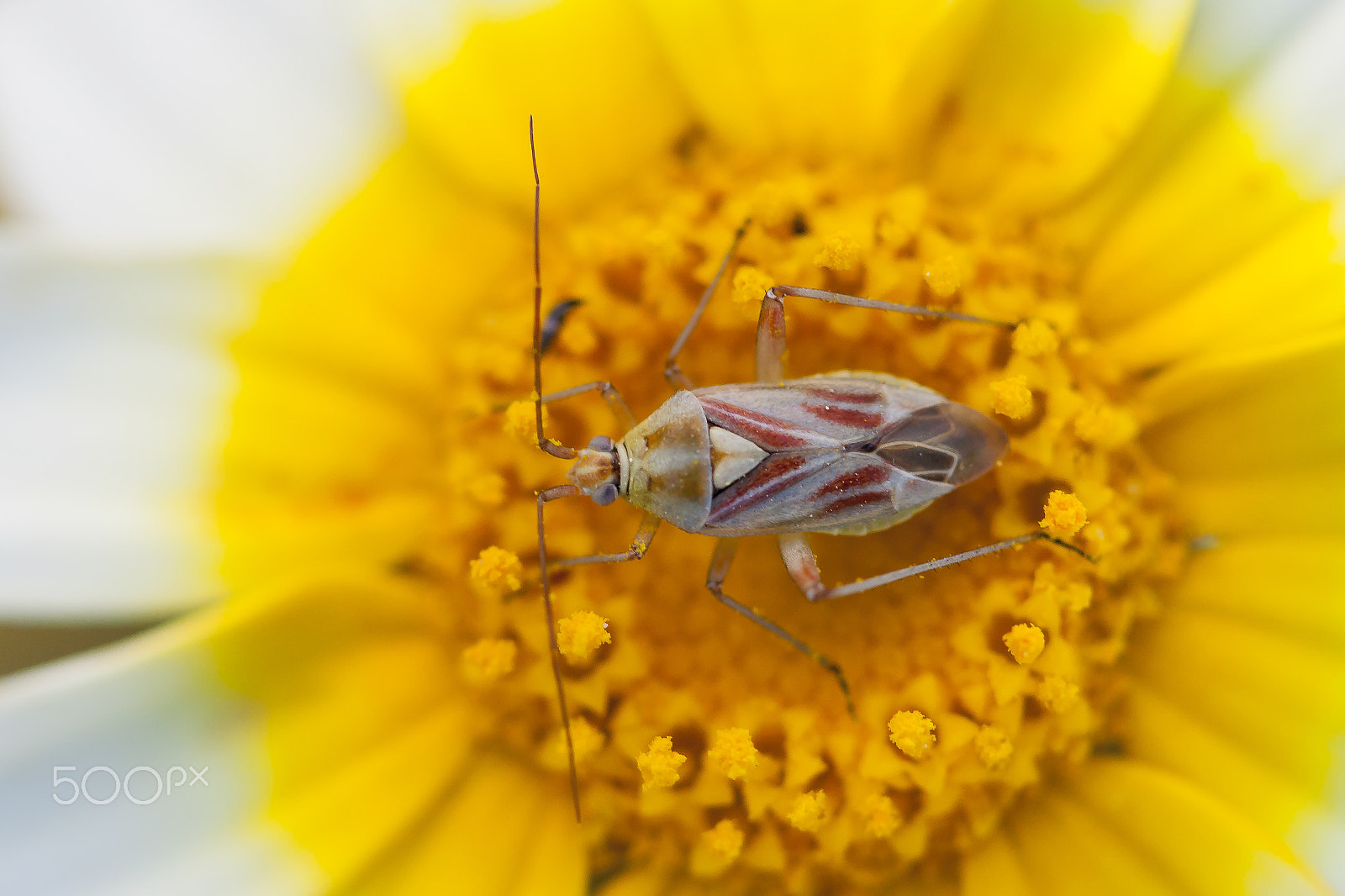 Canon EF 100mm F2.8 Macro USM sample photo. 20160430 doñana - 113 photography